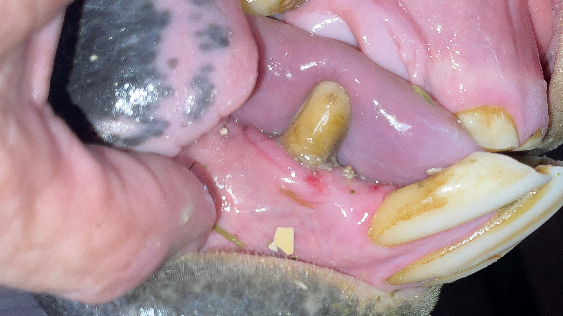 Large amounts of tartar before and after removal.