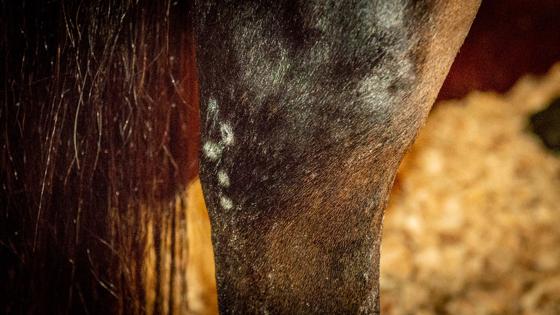 Pin firing marks at the back of the hocks for the treatment of curbs (inflammation of the tarsal ligament).  The skin was burned in multiple focused areas to cause inflammation and stop pain.  Curbs can be very painful and occur with excessive strain from training or from trauma though this is usually just in one limb.