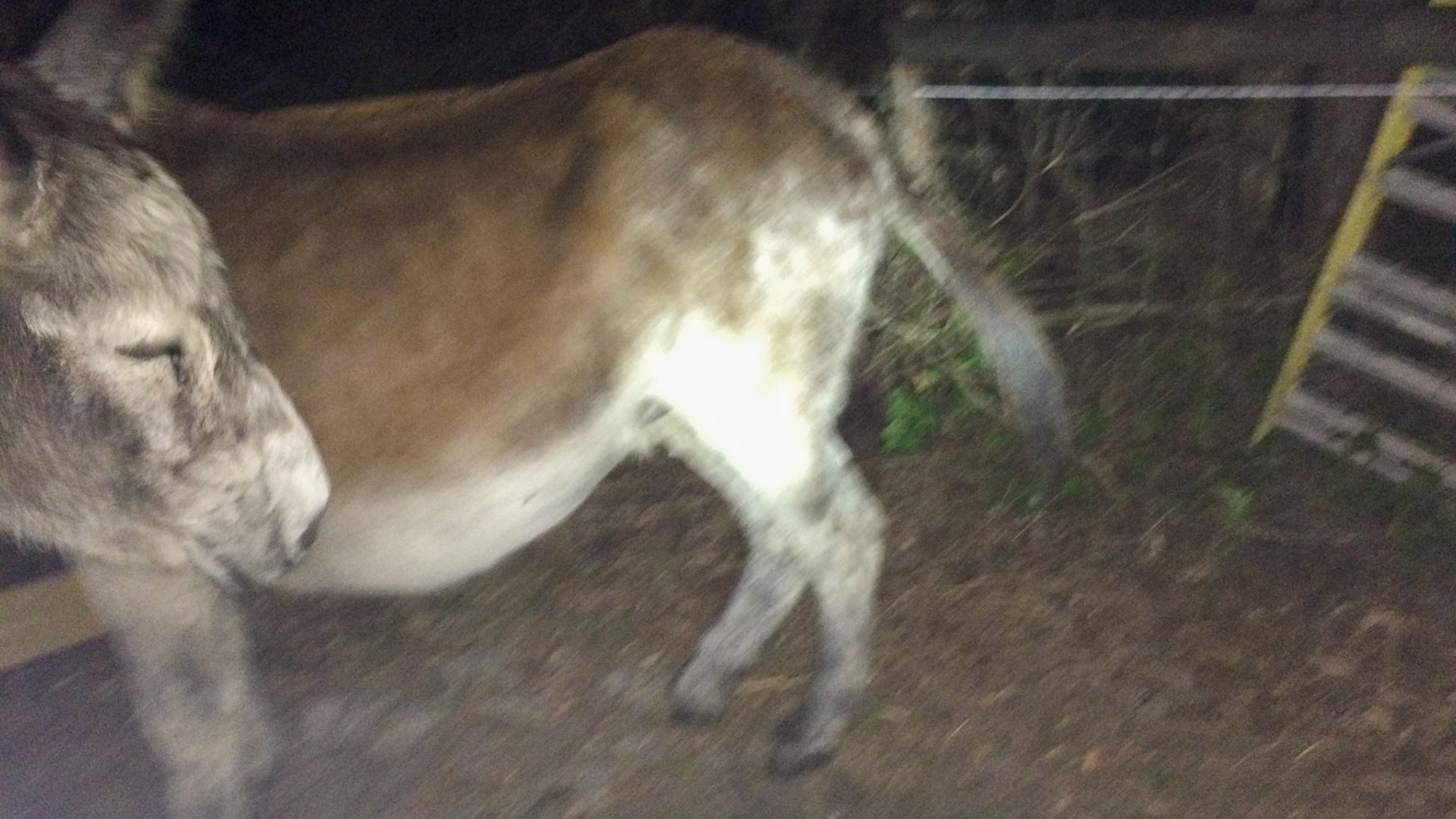 1/29 - The birth of a donkey as captured by the owner.  There is no difference between this and the birth of a horse.  This image - The mare is restless and constantly looks at her sides.