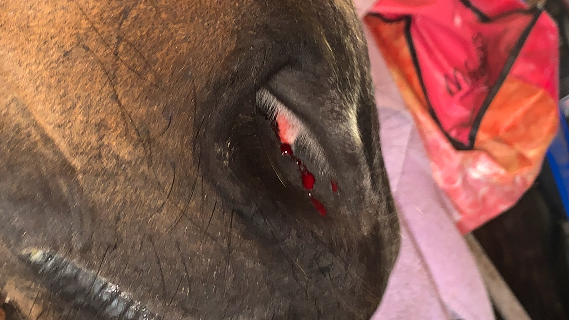 Spontaneous unilateral nose bleed in a horse after floating with xylazine and butorphenol. The horse was never stressed but was sensitive to the vibrations of thr rasp against the teeth.  After wiping this away, there was no further bleeding.