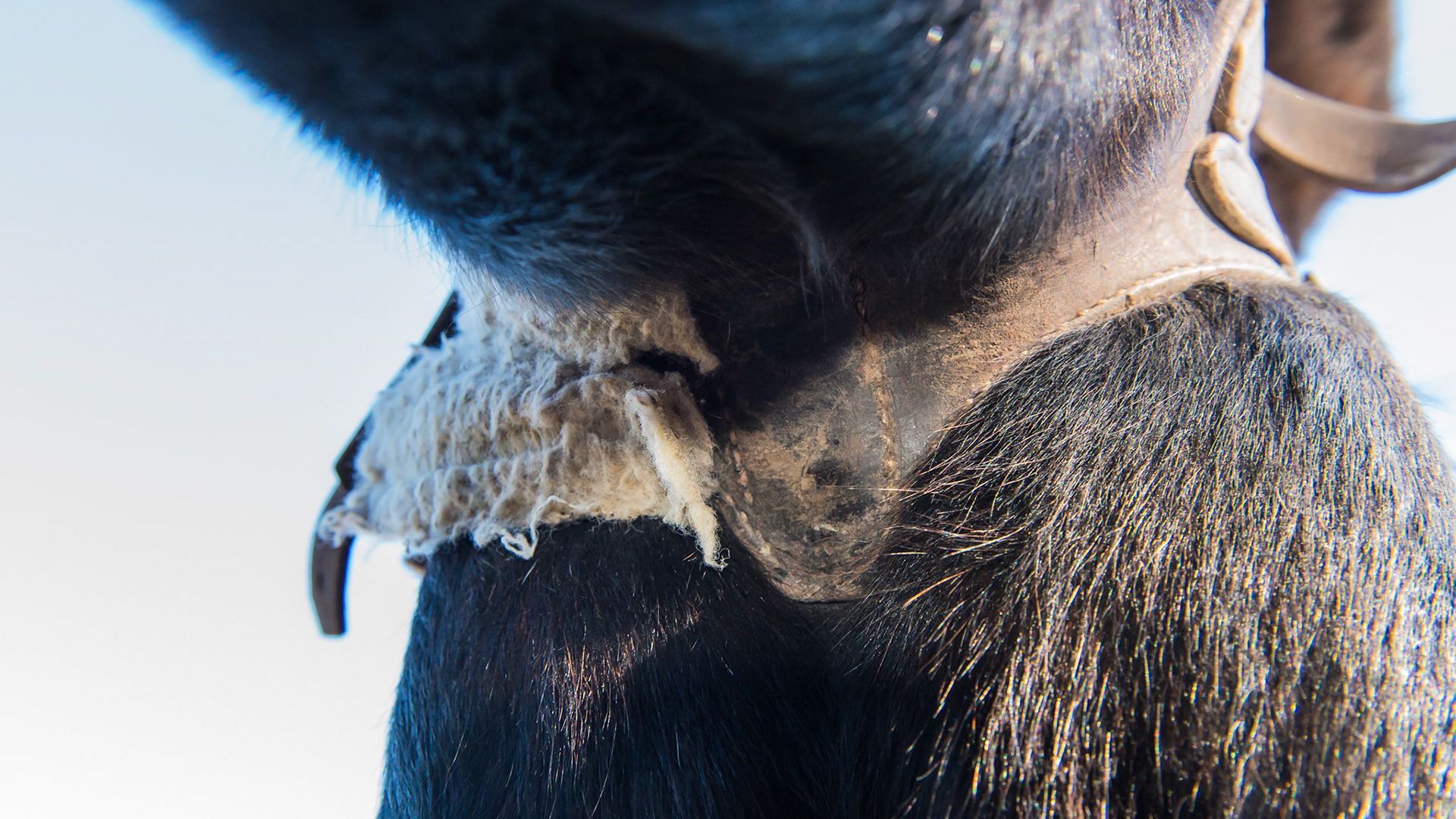 A cribbing strap in place effectively stops cribbing in this 28 year old warmblood.