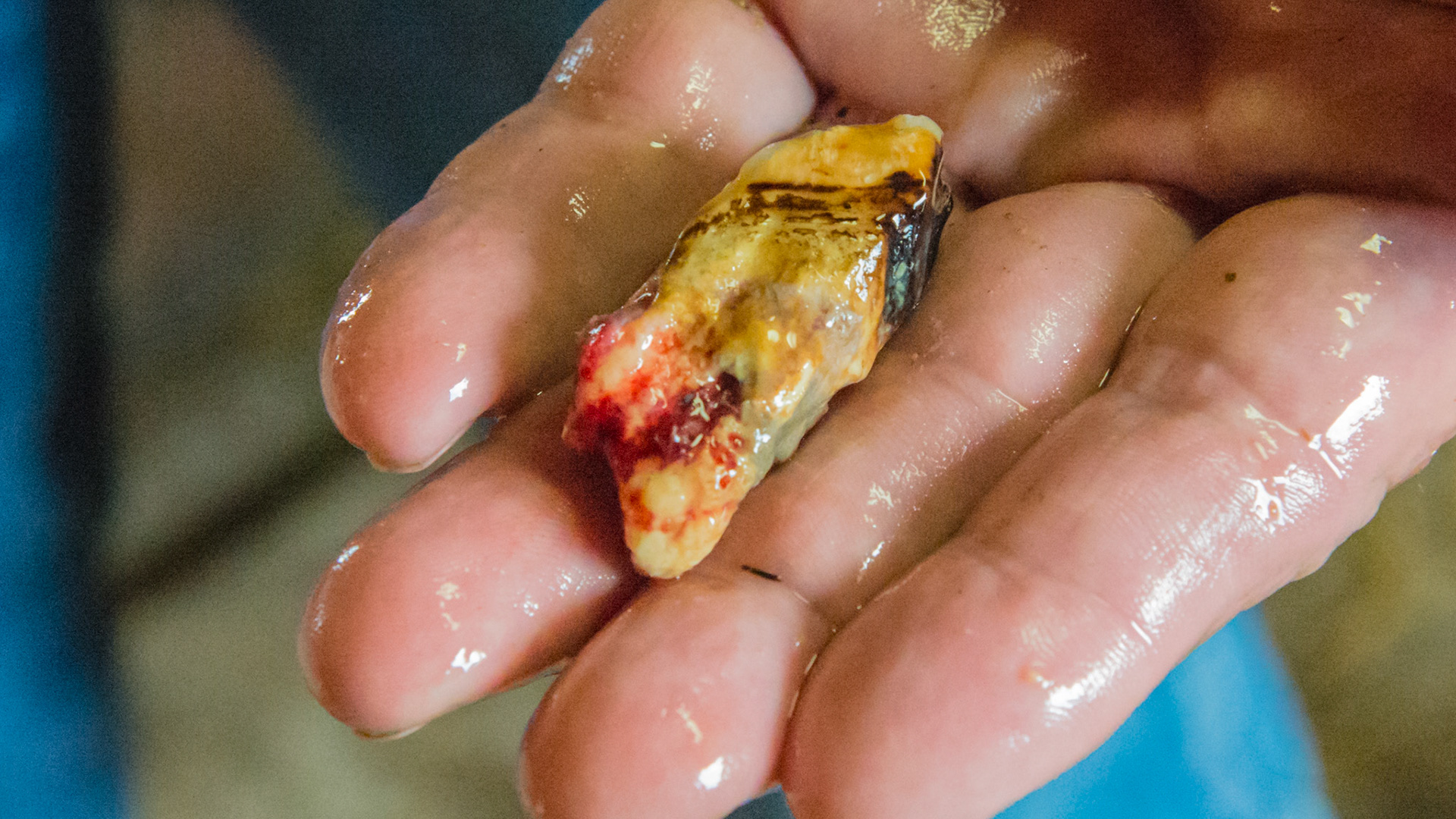 Teeth extracted from a 30 year old pony without drugs using cap pullers.  See the movie.