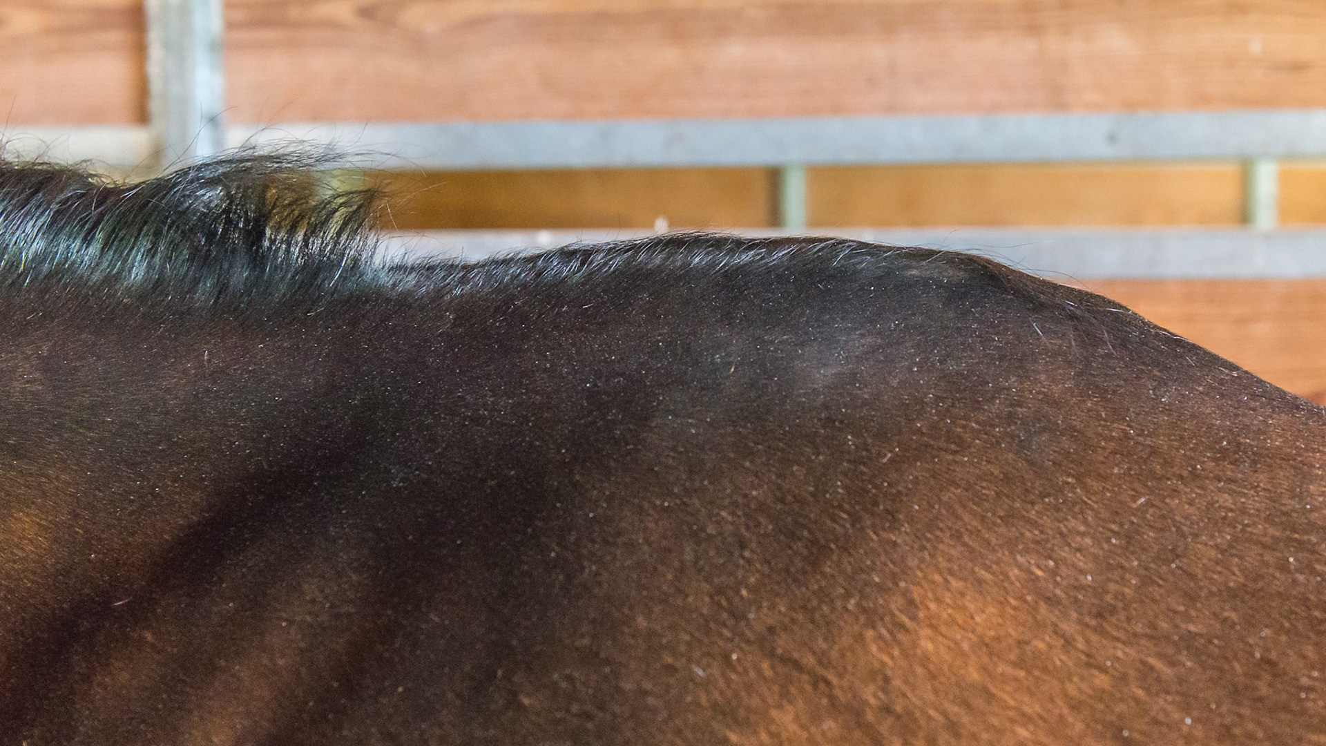 Part of the mane is missing at the withers of this horse along with all of the tail hairs.