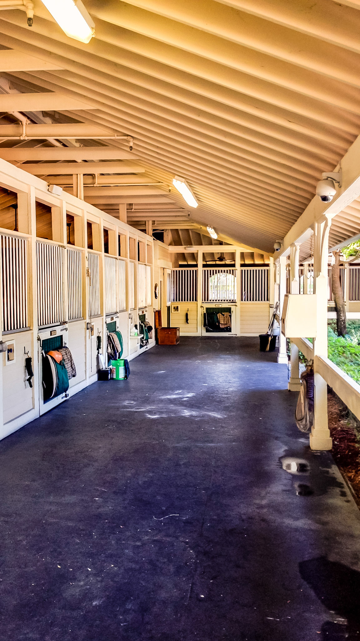 A simple and clean ceiling in a well ventilated FL barn.  Note the well lit ceiling fixtures, the sprinkler system, the CCTV cameras, the music speakers and the poured rubber floor.