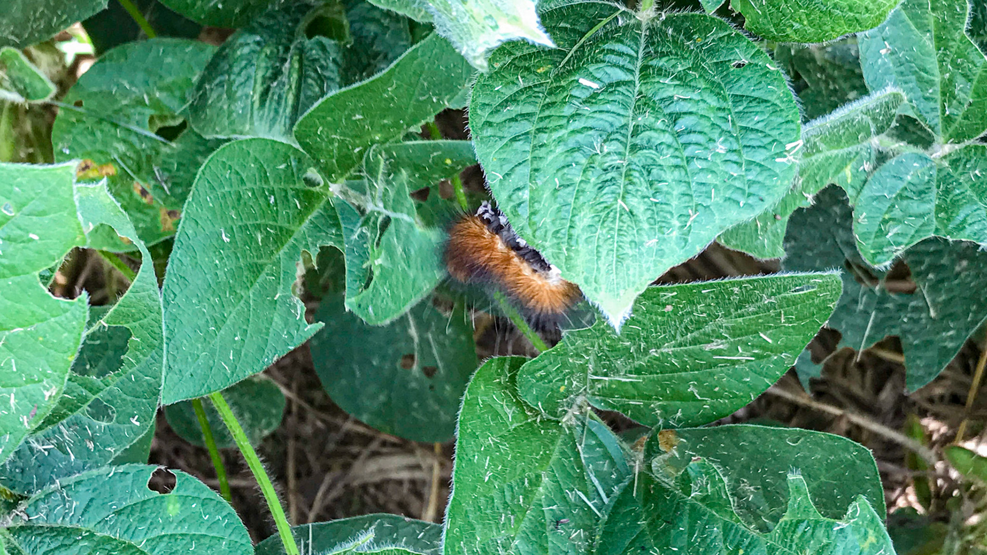 A caterpillar eats leaves only part way  most likely due to lectin production in the leaves.