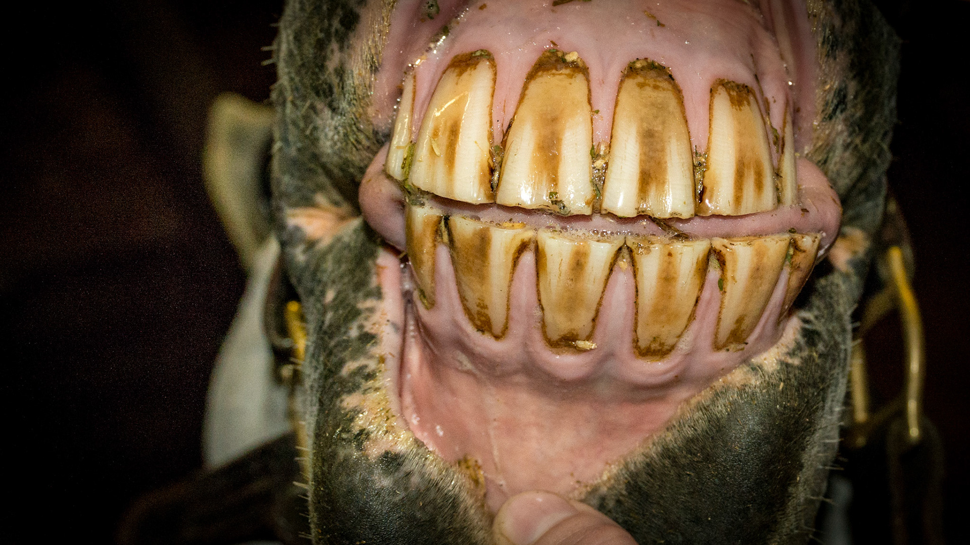 A natural gap in the incisors of a relaxed horse.