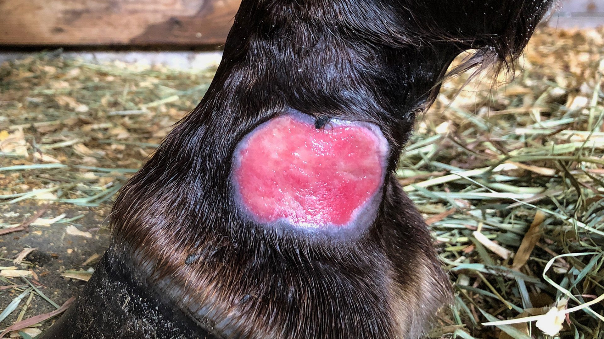 Horse G - Summer sore treatment. Granulation tissue on 7/4/2019 after wrapping using a water soluble antibiotic, a non-stick pad and a local pressure wrap (4x4 gauze plus non-adhesive stretch wrap for pressure and an adhesive wrap top and bottom to seal the ends).