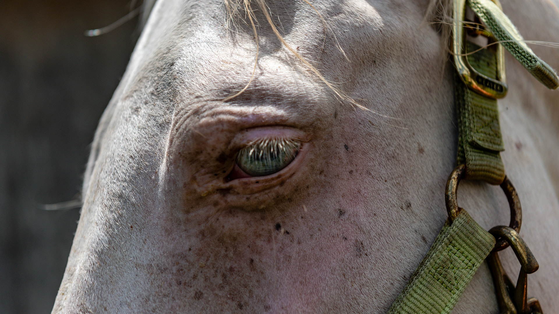 A Cremello horse with a red tint.  It is homozygous (double dilution) cream dilution of a chestnut horse. Note the blue iris and red skin.
