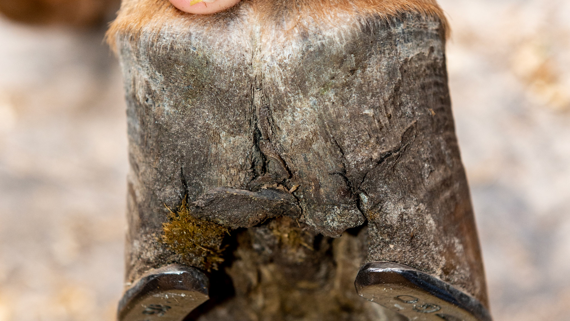 Long heels, contracted heels