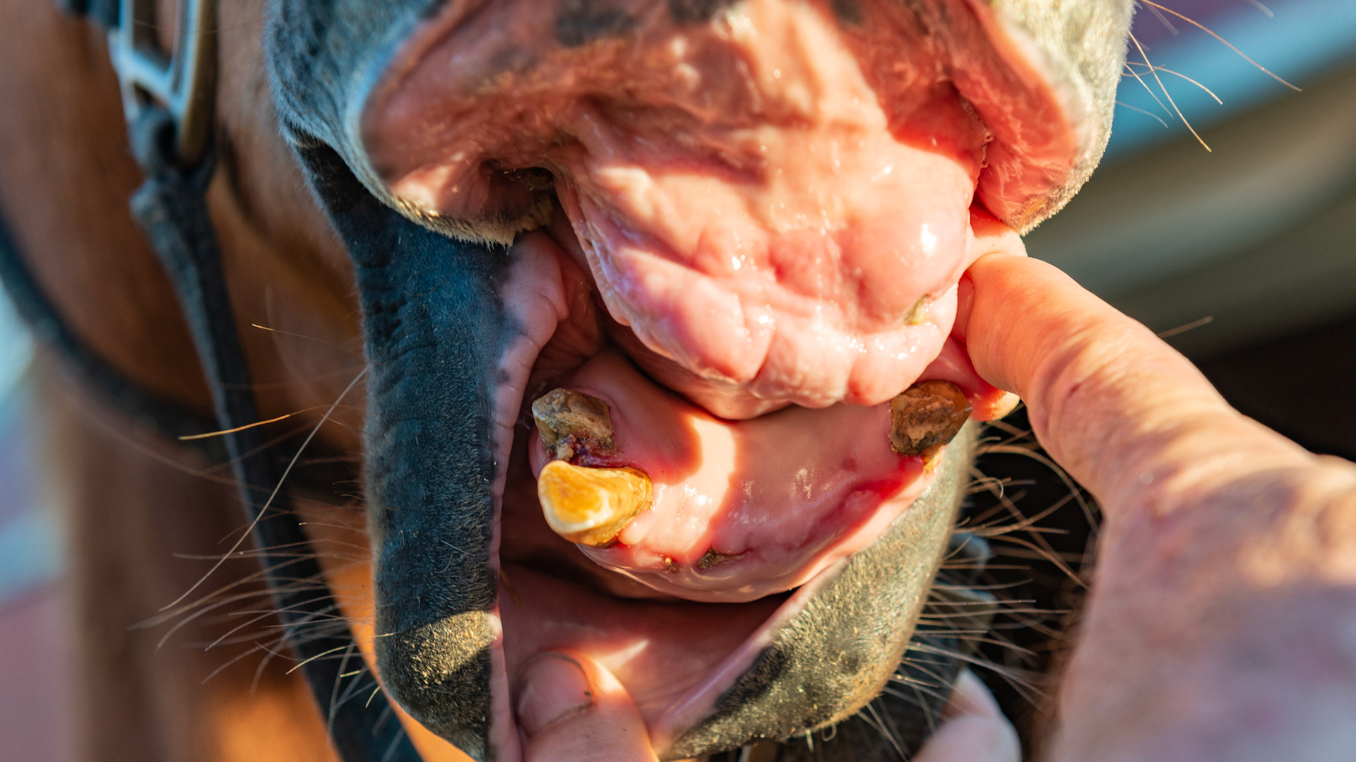 ETORH horse 5 - 1 year after extractions - BCS is a 6. Gums are very healthy. Remaining 403 is solid and non-painful.