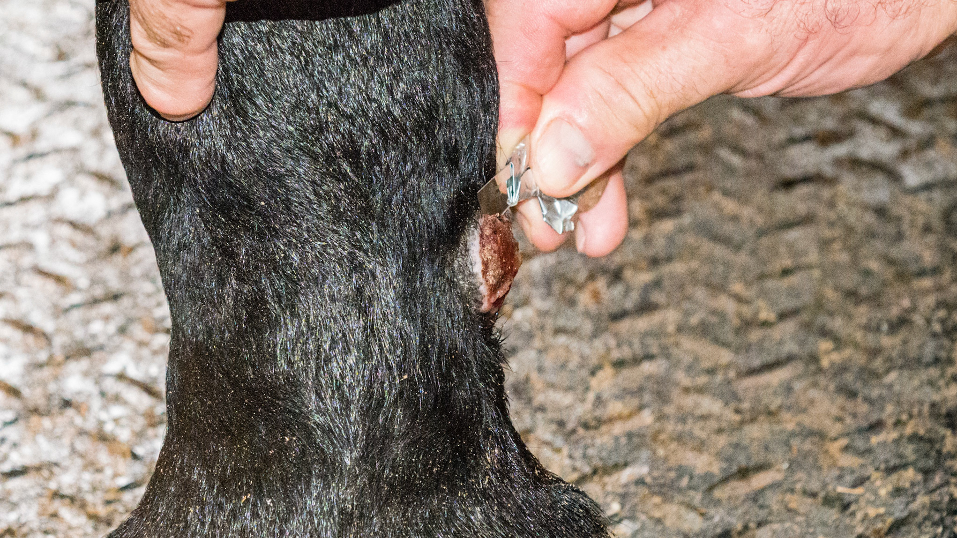 Reduction of the proud flesh (de-bulking) which allows the surrounding epithelium to migrate across the bed of granulation tissue and heal the skin. Sterility is not required because the wound has healed. The granulation tissue is nature's bandage. The bleeding from the cut will flush away most pathogens and the antibiotic powder will kill the rest.