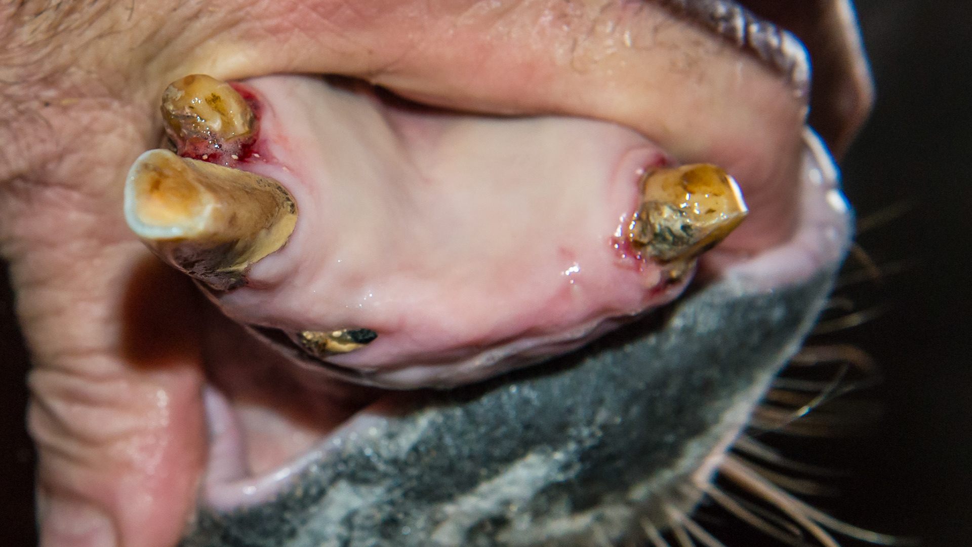 EOTRH horse 5 - 2 years after extracting all incisors except 403. Note how the tongue hangs out without the incisors blocking it.