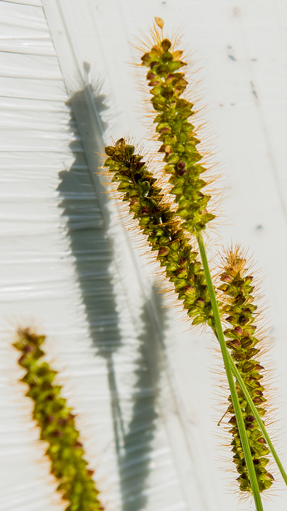Timothy heads gone to seed