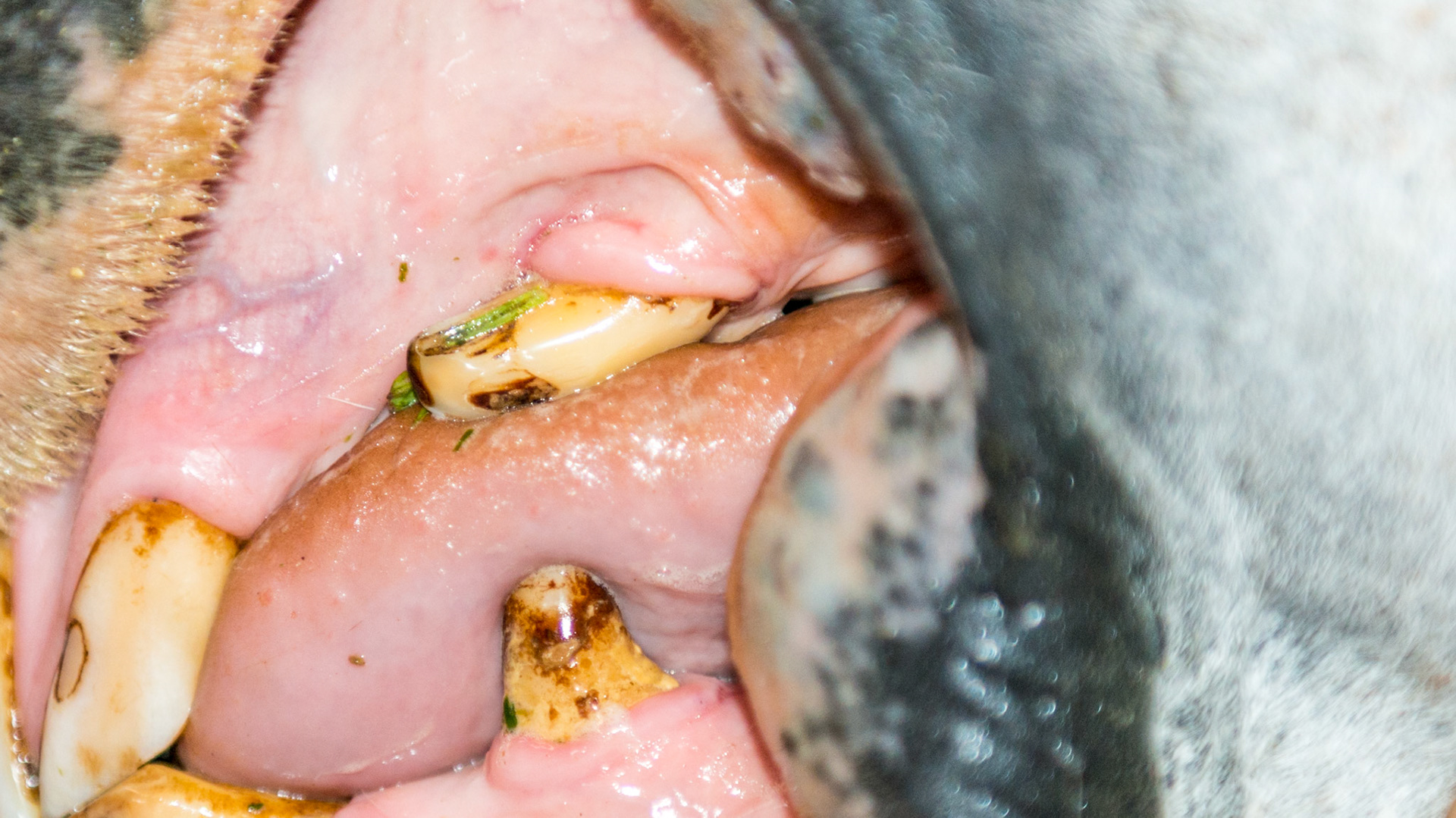 Canine #204 faces rostrally but does not seem to accumulate feeod as 104 on the other side.  Notice the erosion on the labial surface of 203.