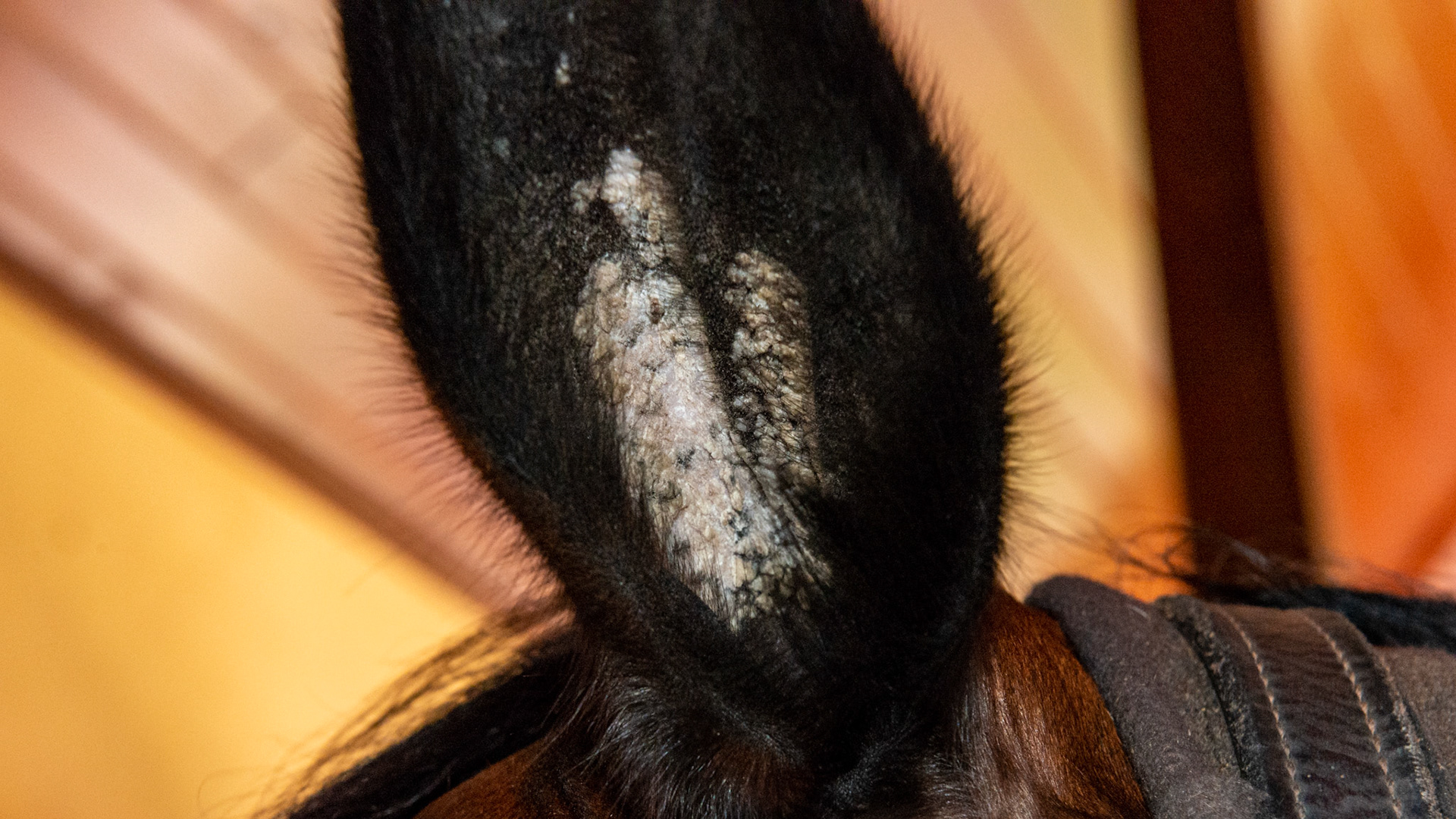 Aural plaques are gray to white crusty growths that form on the inside of one or both ears. They are caused by a type of equine papillomavirus that is similar but genetically different from warts on the muzzle and warts found on the penis.  There are a few untested treatments and these should be considered only when these become uncomfortable for the horse.  I have had them become very painful and completely fill the space formed by the ear. With anesthesia they were able to be de-bulked but soon they returned.