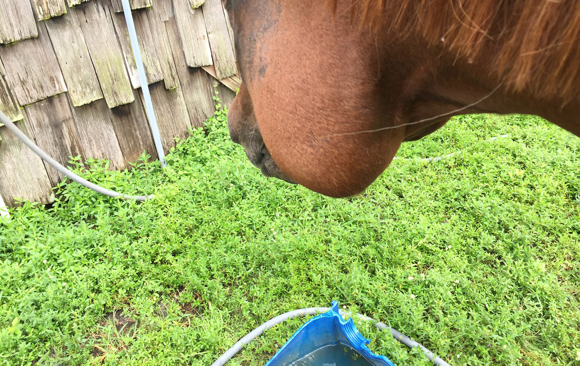 Trauma to the left cheek of this horse who can chew and drink without difficulty.  This is all soft tissue damage and is dependent (downward facing) due to gravity drawing the fluid down.