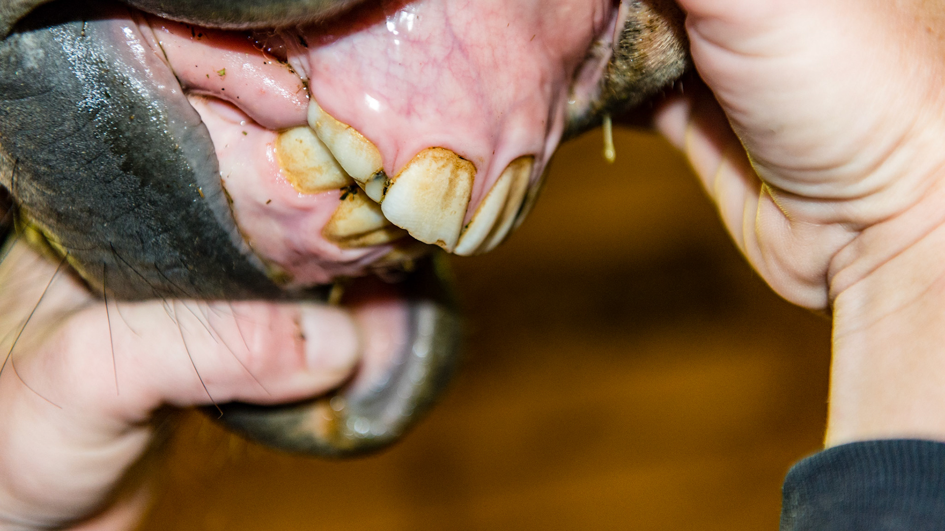 Cap 53 is small and is displacing 103. See movie 140909_cap extraction.