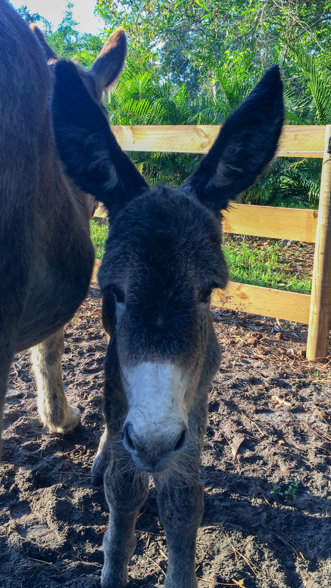26/29 - Donkey birth - curious already.