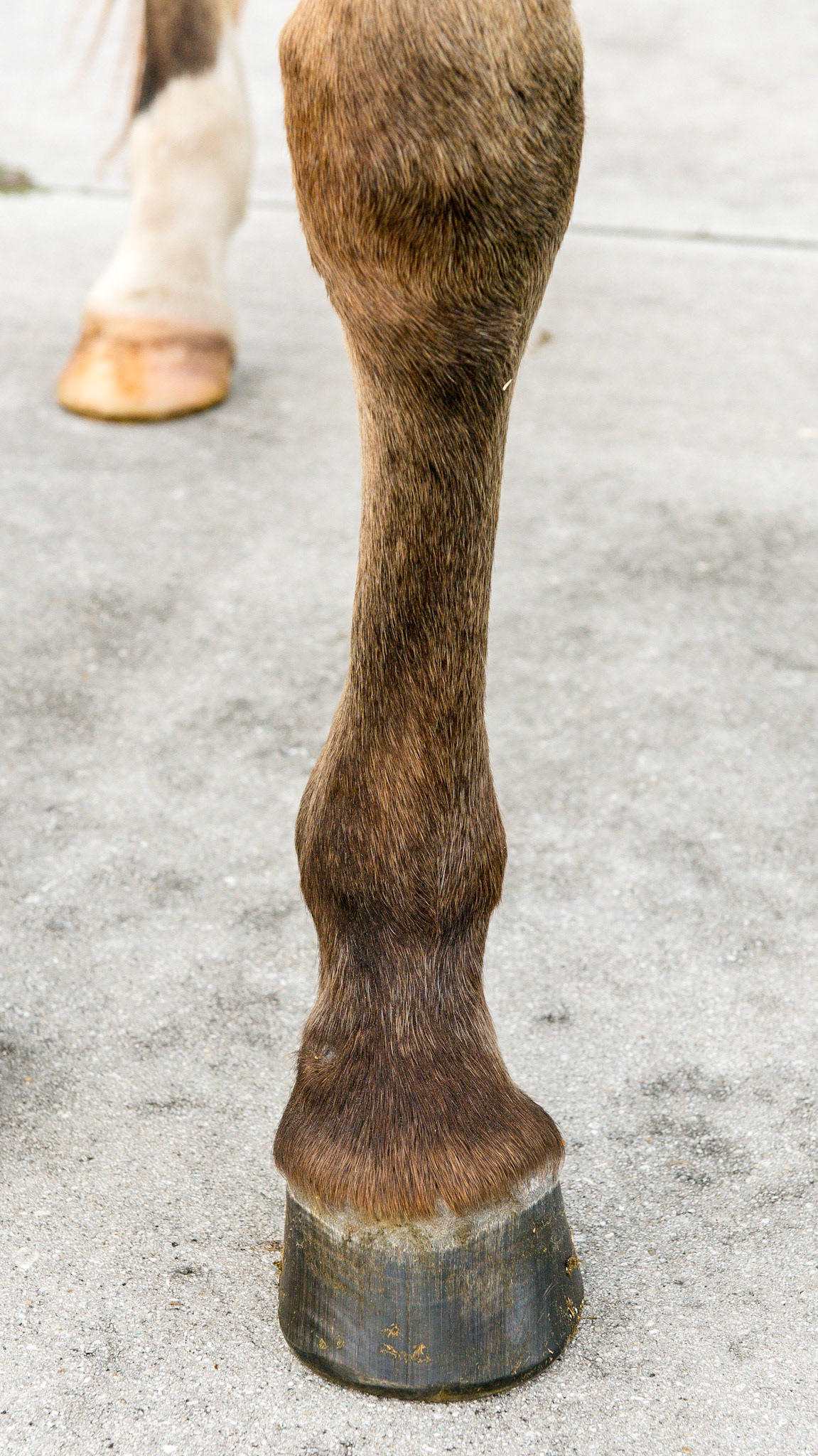 Horse J the day after trimming.