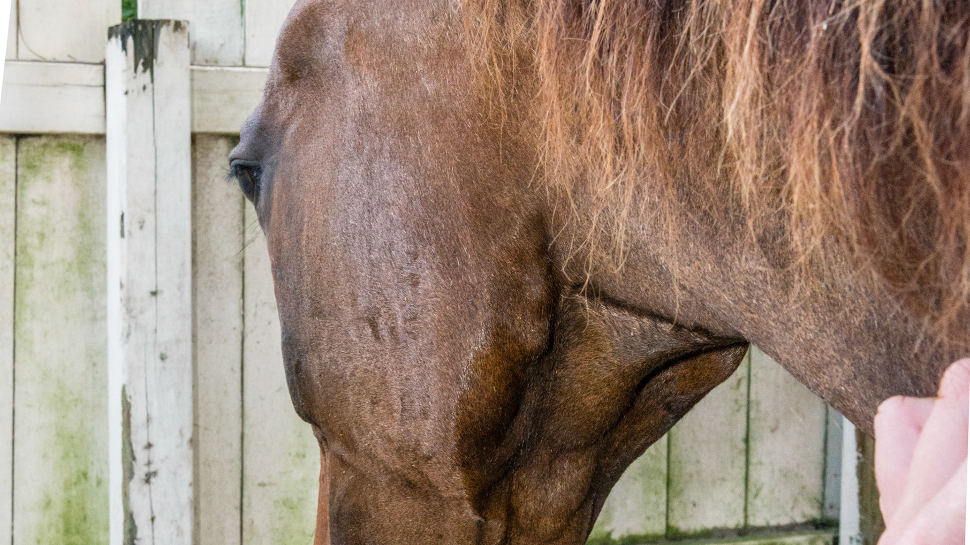 Chewing motion horse 2 - 15 yr old TB with loss of right masseter muscle for over 10 years and atrophy of the left masseter muscle. See movie. Jaw has a limited range of opening, is painful to open wide, and is maxed in the picture of the opened mouth. Her right arcades are always sharper. Her left arcade is sheared with an acute occlusal angle, and tarter accumulates along the upper left arcade.