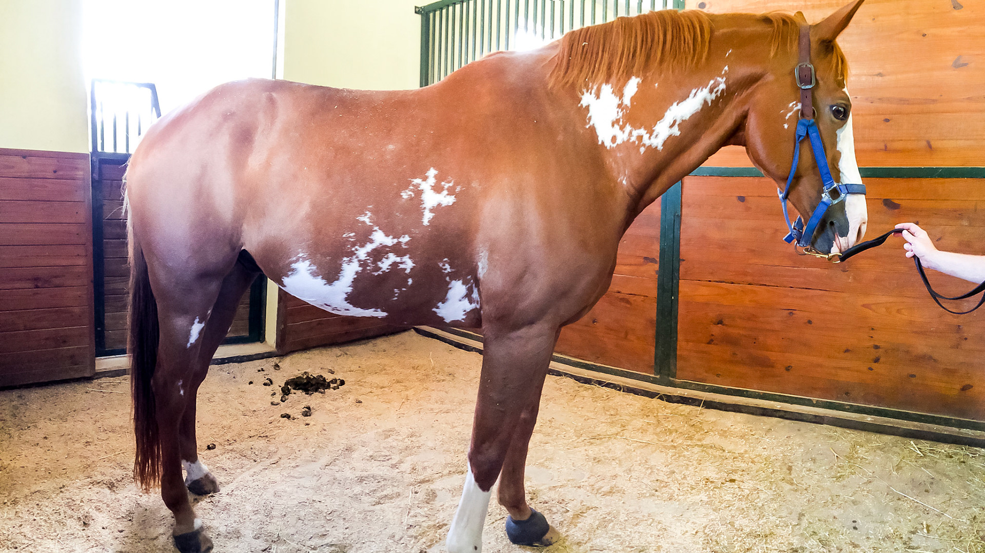 Skewbald 2 or more colors one of which is white and the others not being black.  The opposite of piebald.