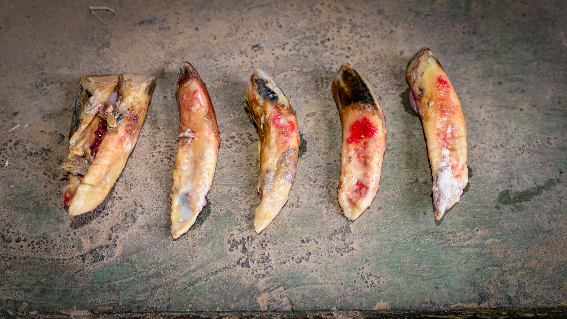 ETORH horse 5 - 6 incisors extracted with little effort form the horse.