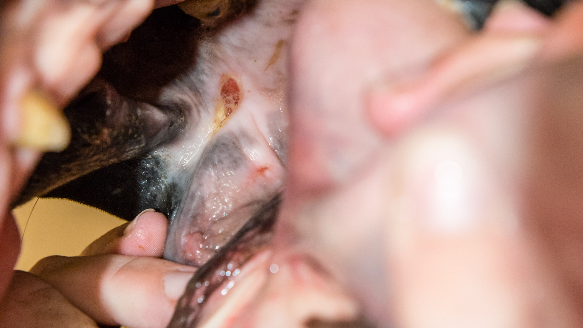 There are 2 lesions here. The large one is of unknown cause but is a few days old. The yellow border is normal healing of the oral mucosa. The smaller red area ventral to the cut is probably bruising from the altered bit position. This may have been from hand walking with a chain with pressure against very sharp teeth, but it is uncertain.