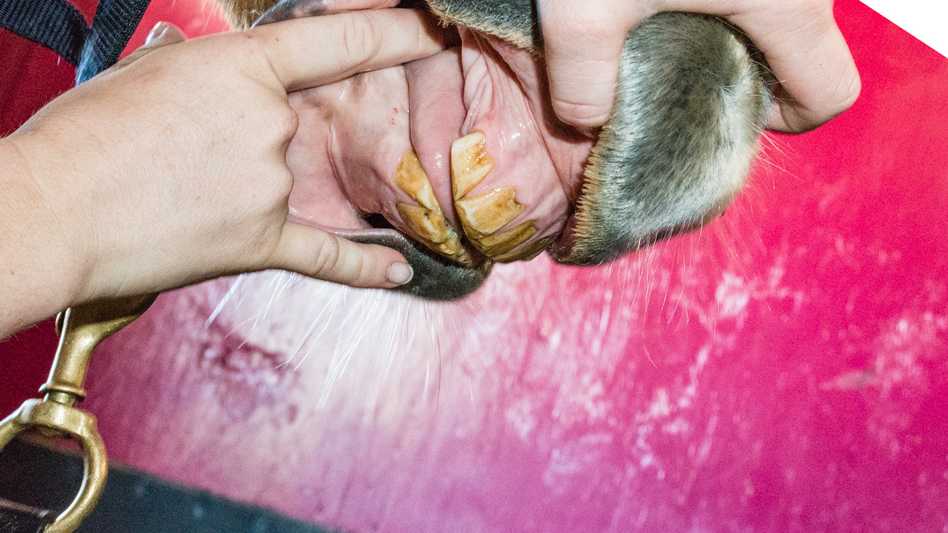 Rostral edges of incisors chipped and filed by rubbing teeth on hard surfaces.