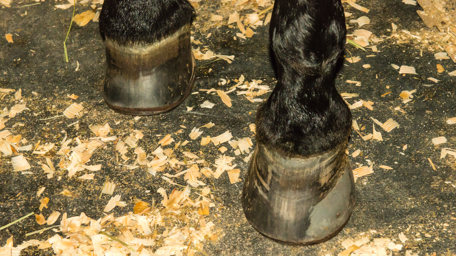 Deformed hoof in a successful competition horse. The RF has a club foot conformation which is an indicator of a deep digital flexor tendon contraction when young.  The LF has new growth with a vertical wall from the coronary band almost half way down the hoof but then the wall becomes weak and plays out.  The lateral wall is filled with acrylic material to give the shoe nails something to bite into.
