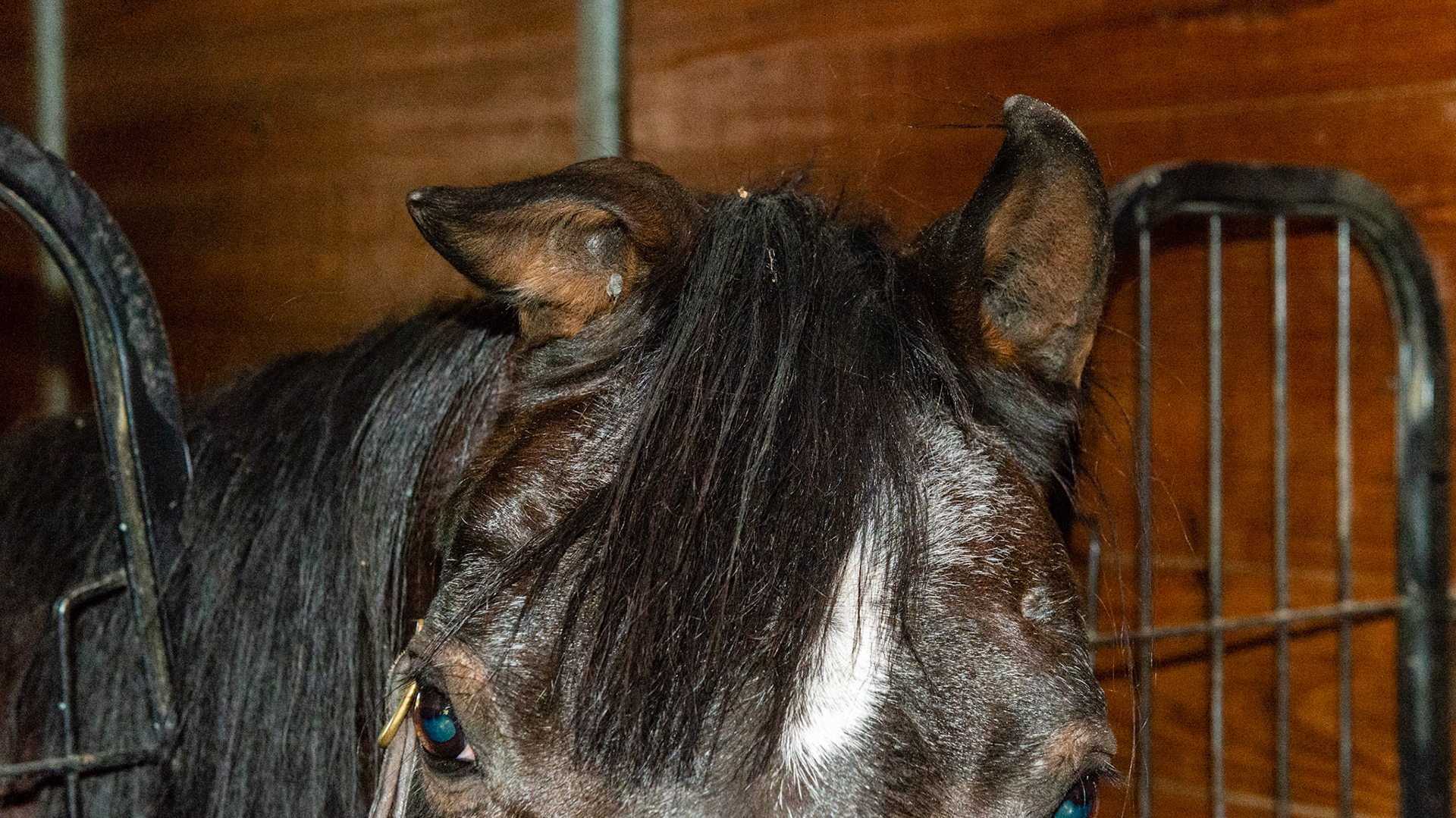 The right ear has cartilage damage from an injury.  This is commonly called Cauliflower ear in humans and dogs.