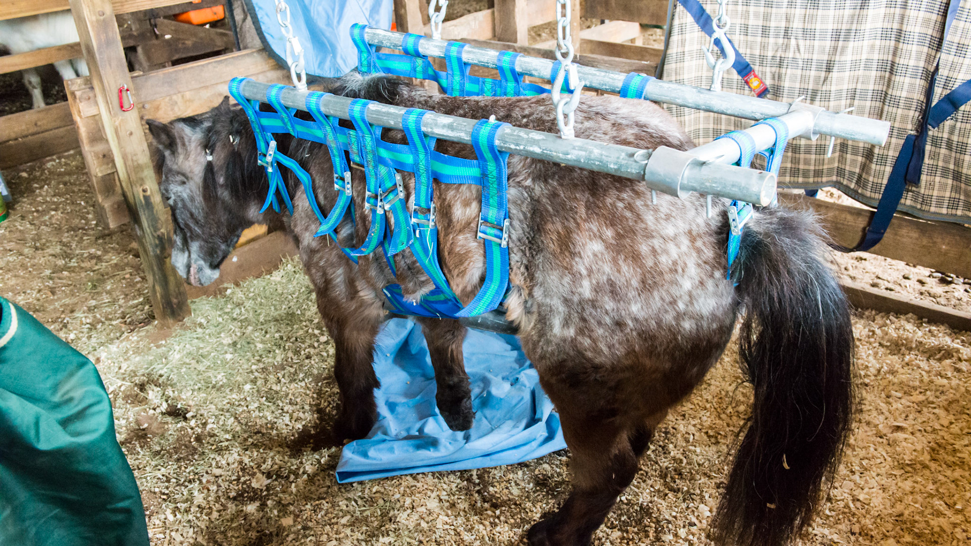 Molly's sling used for giving her rest as a decubitus sore resolves on the end of the stump.