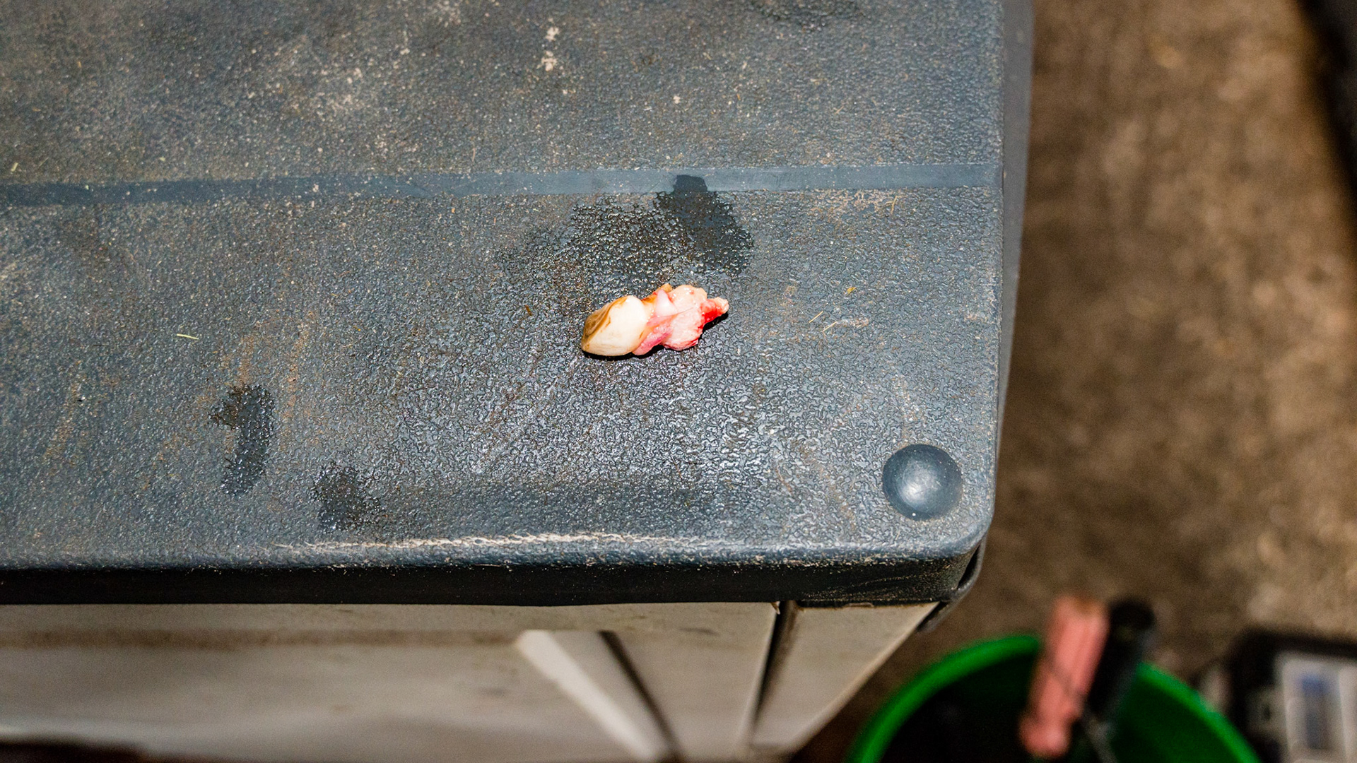 Horse A- 53 removed, labial side