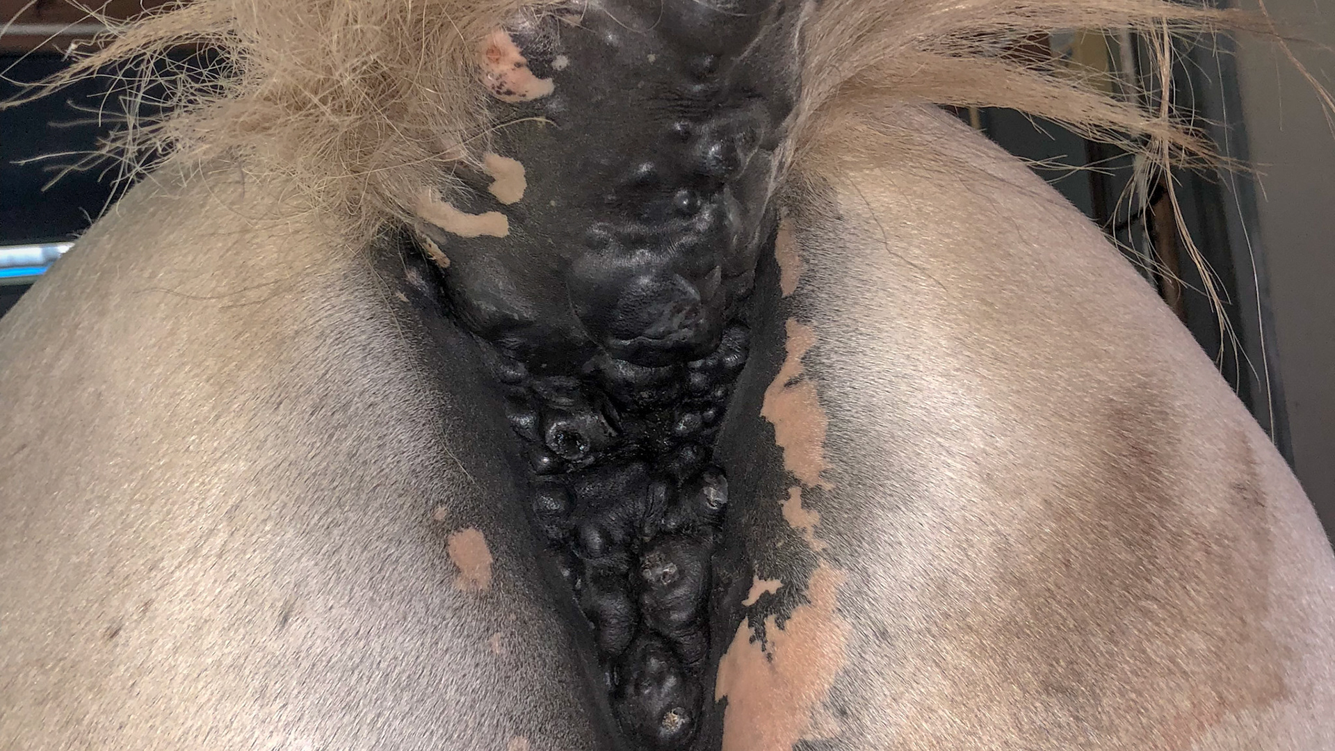 Horse A - Melanomas 6 months after initiating a no grain or supplements diet but with the addition of soy bean meal as a protein source and whole beets (the owner insisted). I cannot find the pre-diet image but in my opinion, this is a significant reduction in severity.