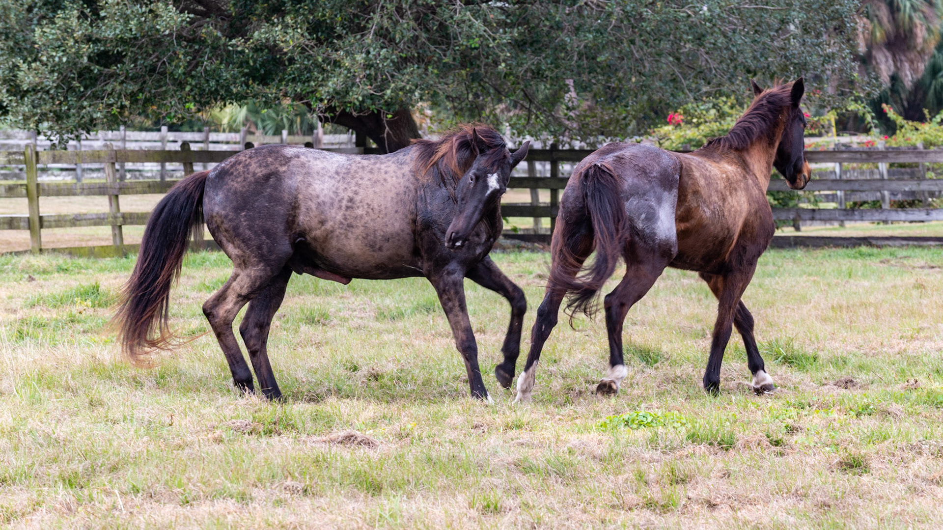 18/25 - And she shows her displeasure by trotting off, which only excited him more