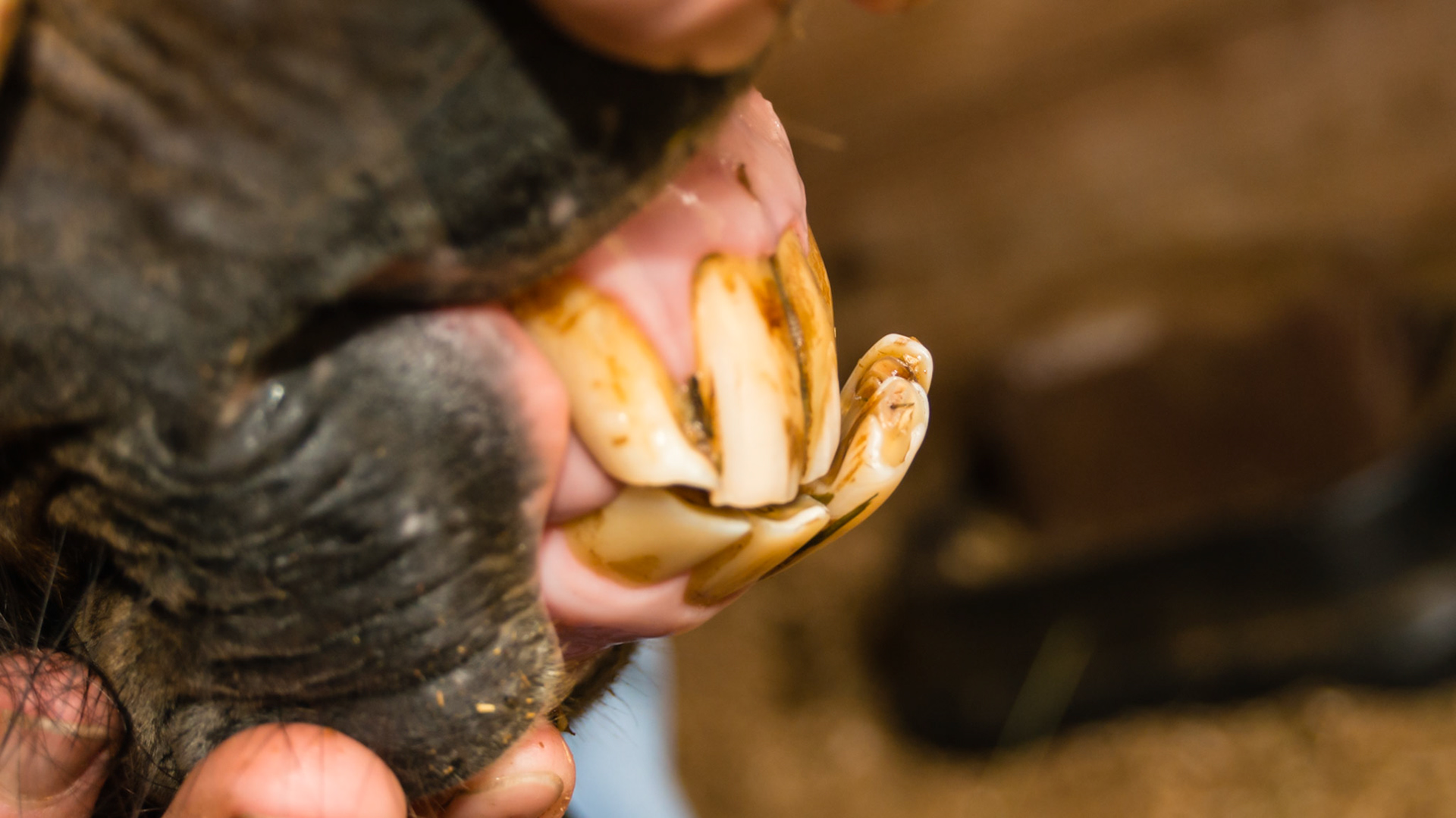 Horse B - Underbite in a Mini affecting only the 301 &amp; 401