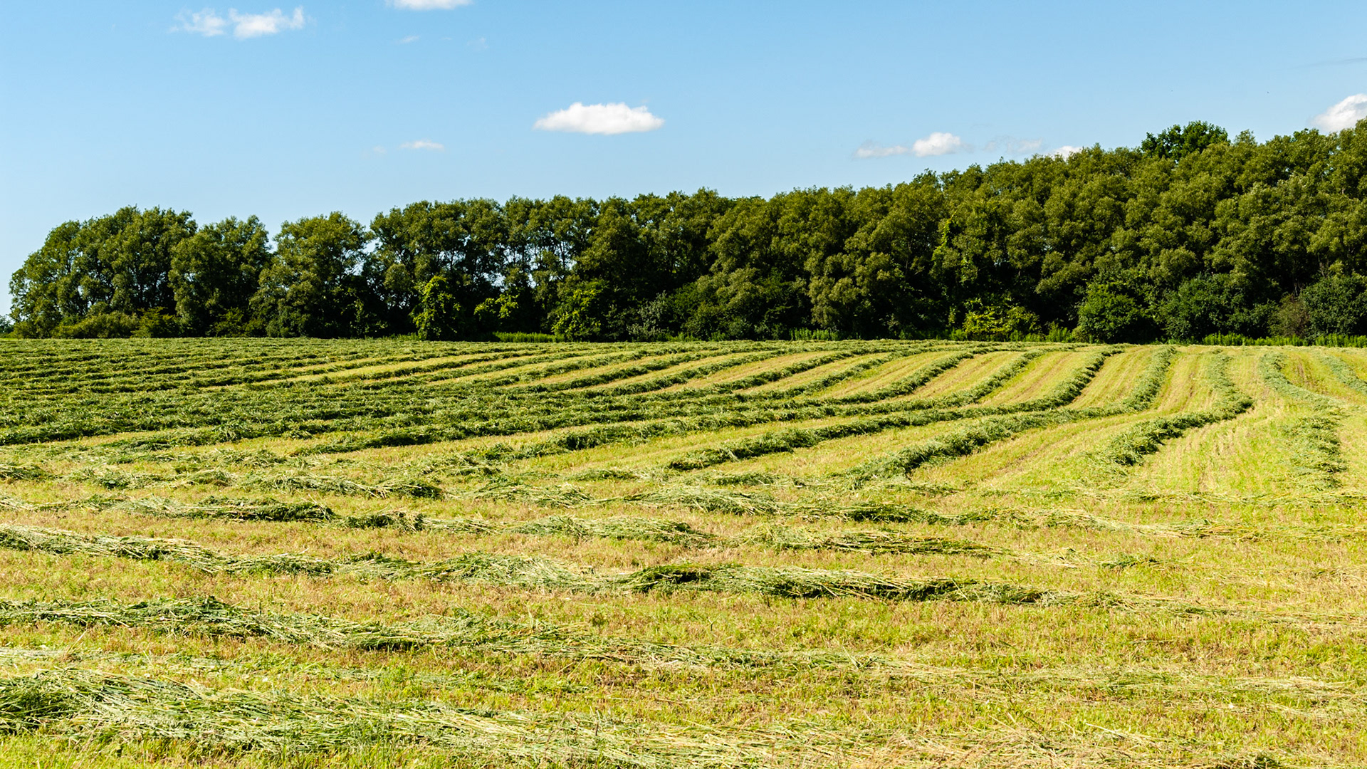 Cut hay formed into wind rows is drying and waiting to be baled.