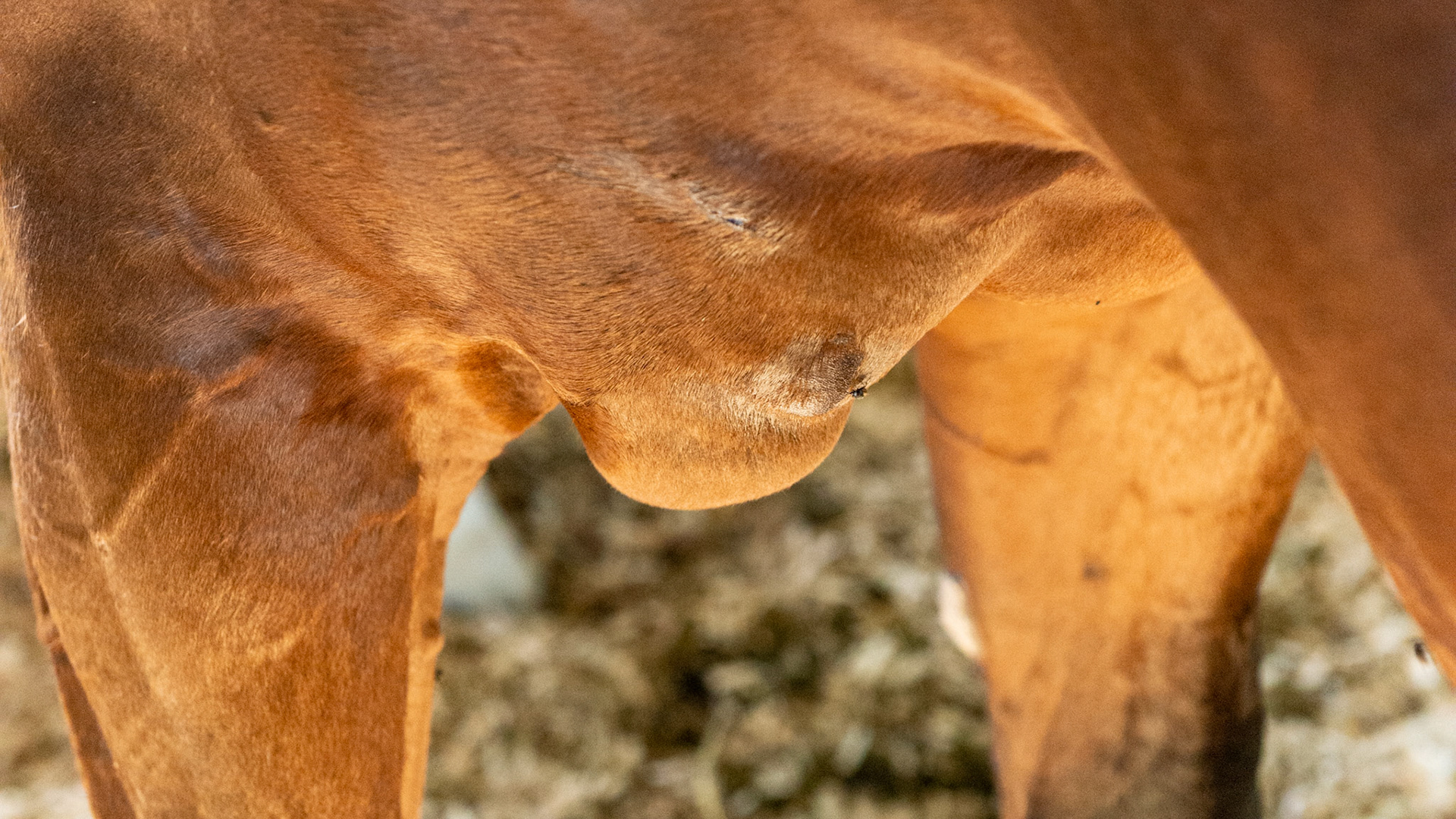 These pictures show skin lesions from trauma (running into something or being kicked in the chest) along with the subsequent edema caused from the trauma.  The serum leaked from the damaged tissue cannot be pumped away and has become pendulous meaning that gravity has accumulated the fluid into a pocket at the lowest point.  In a short time this fluid will be absorbed by the body and disappear.  It is important never to drain these because the procedure is ineffective, can allow for the start of an infection, and prevents the pressure from stopping the leaking.  In fact, when you see this, the event is usually over and any treatment other than exercise is not necessary.