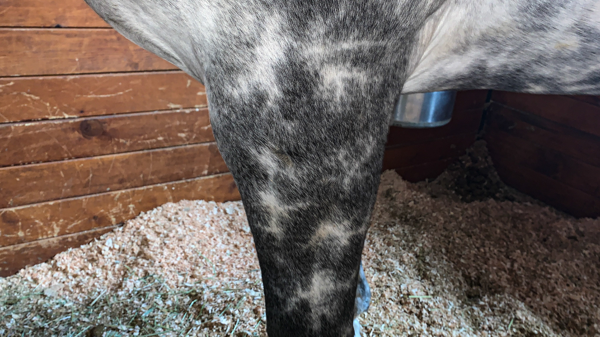 Vibrant dappling on this young gray horse.