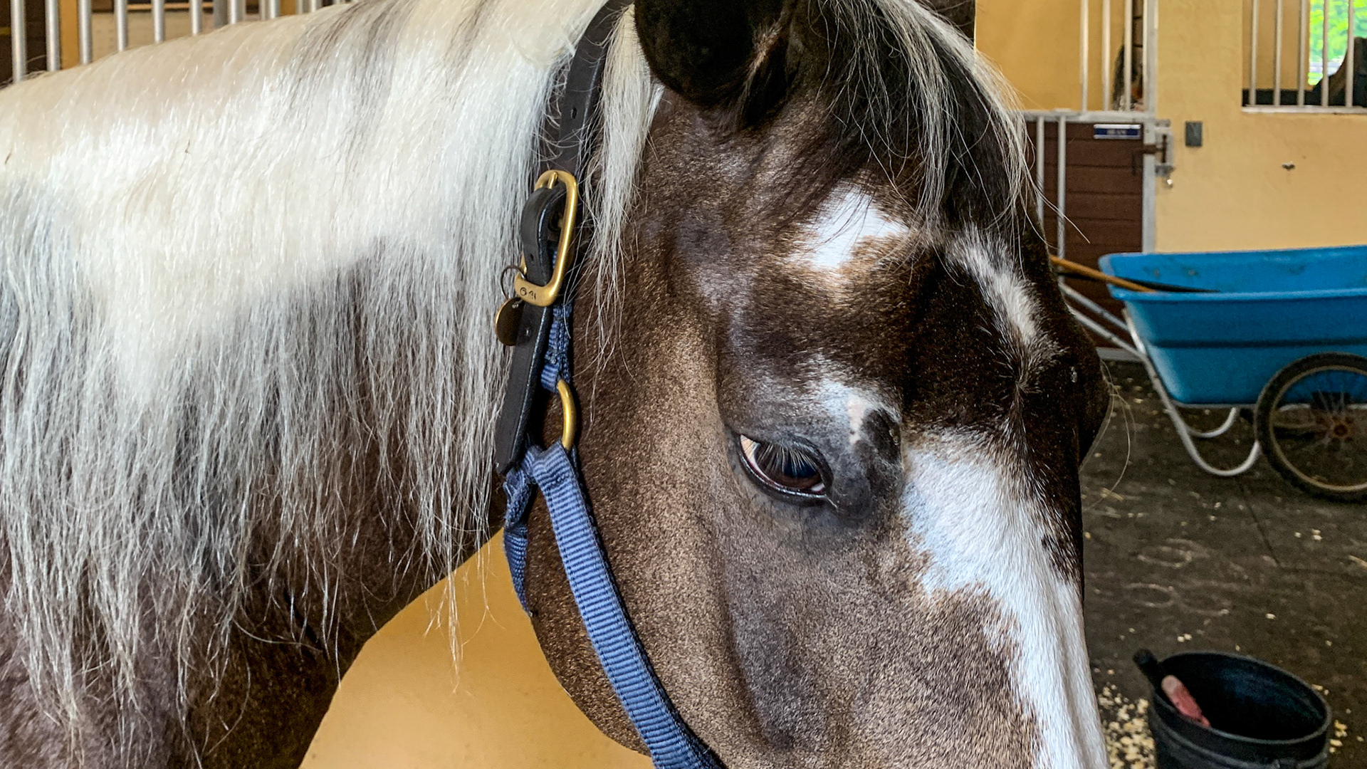 This paint horse has a flaxen mane and sabino markings where the pattern boarders are not crisp. Note the gray hairs spill from the white areas into the dark areas.