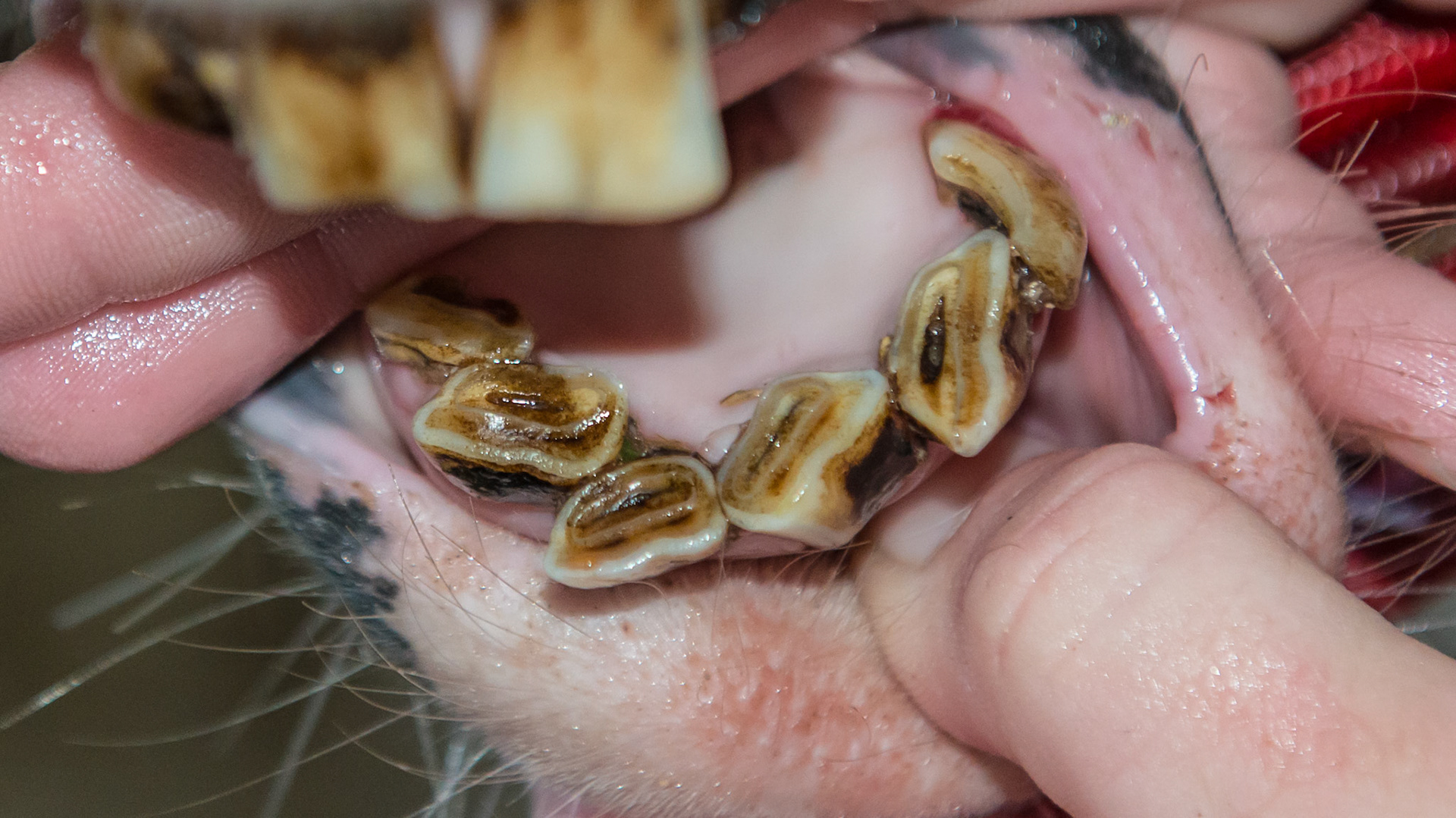 Disorganized lower incisor arcade common in small mouths.