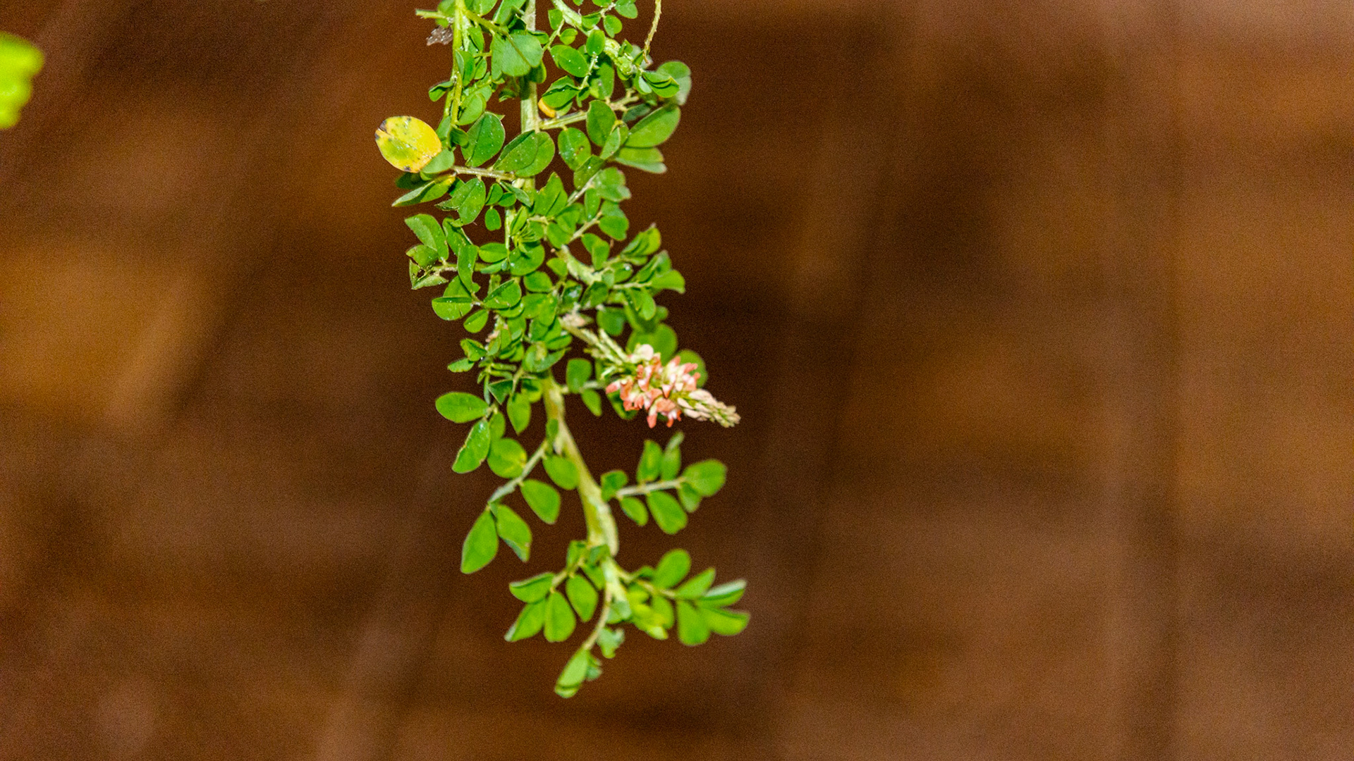 Creeping indigo in FL.