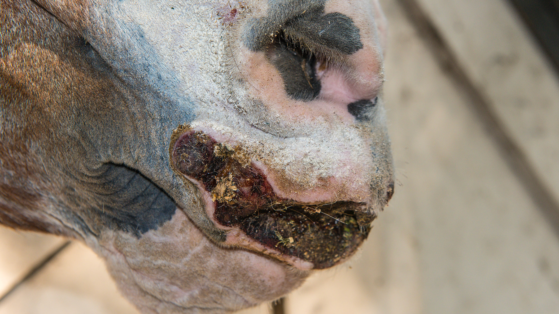 Well maintained squamous cell carcinoma on the upper lip of this 32 year old horse. He has had this for many years and it requires daily care to keep it clean.