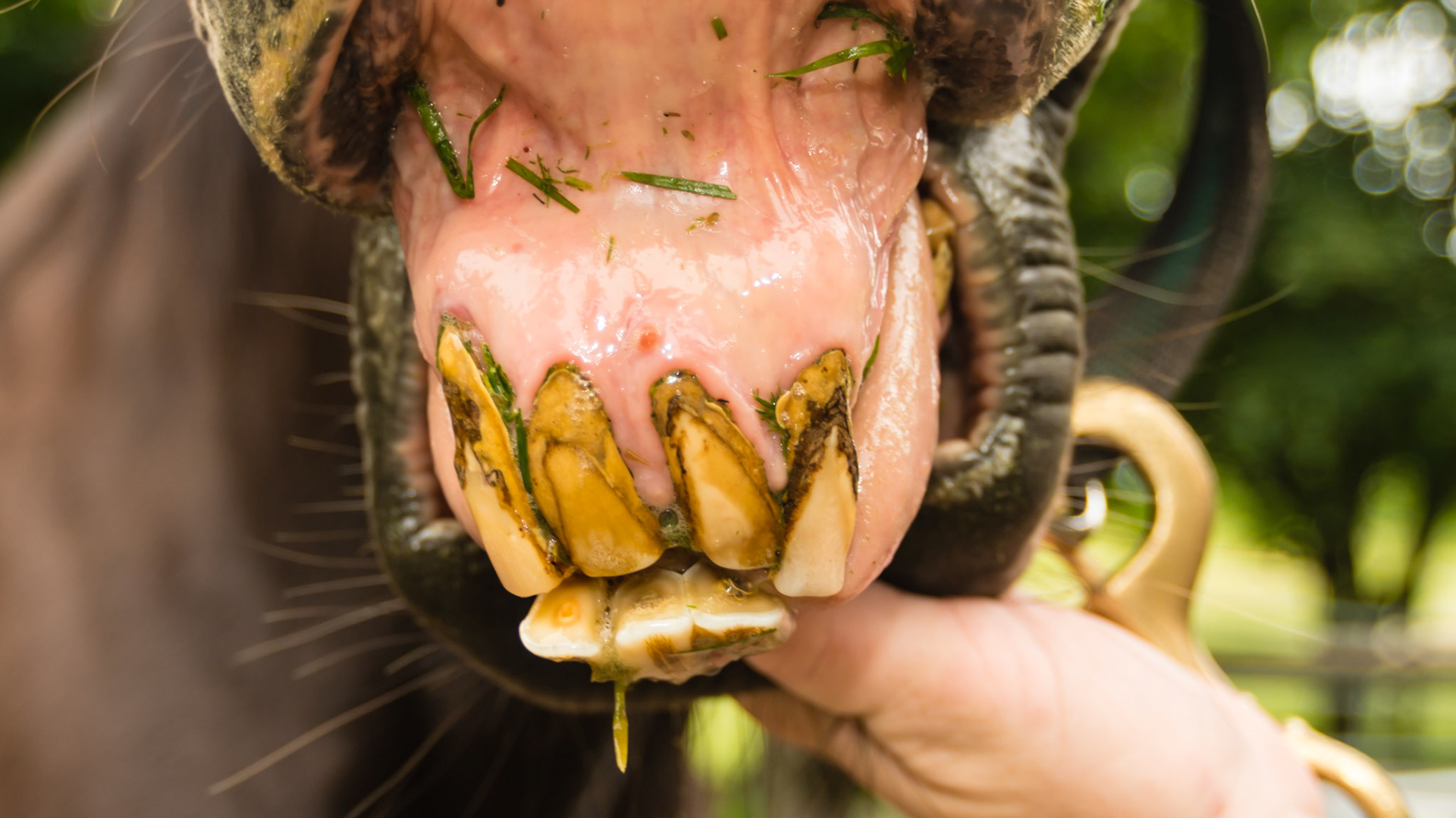 EOTRH horse 7 - 27 years old