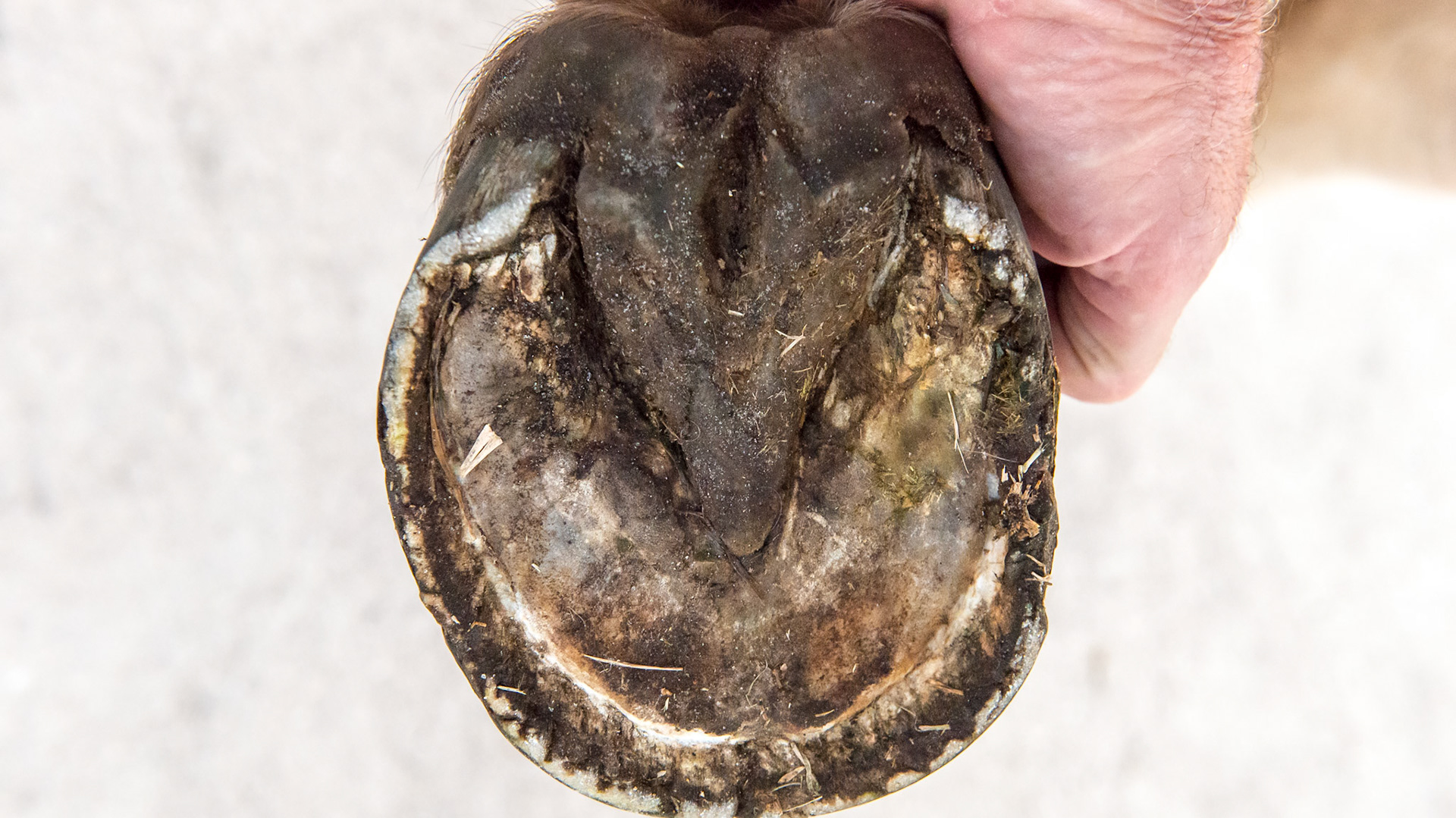 Horse J - The LF hoof of this horse has an asymmetric hoof and an offset pastern entering the hoof. This view shows the vertical medial wall and the higher medial heel next to my hand as well as the broken hoof wall from the increased downward load of the horse.  The sole is not divided equally but the medial side has less area than the lateral when a line is drawn from the toe to the point of the frog.