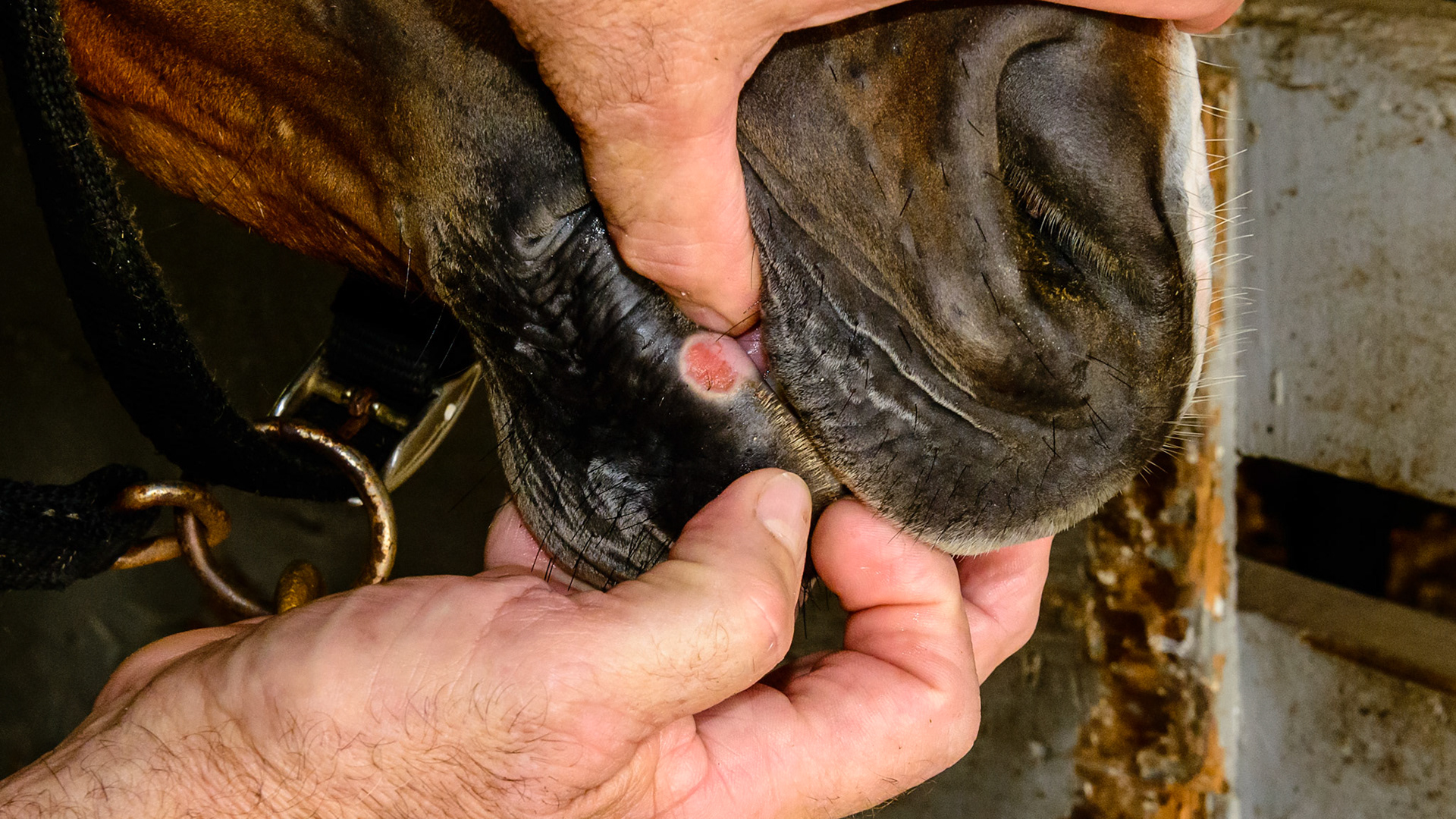 An ulcerated lip from rubbing on the upper corner incisor.