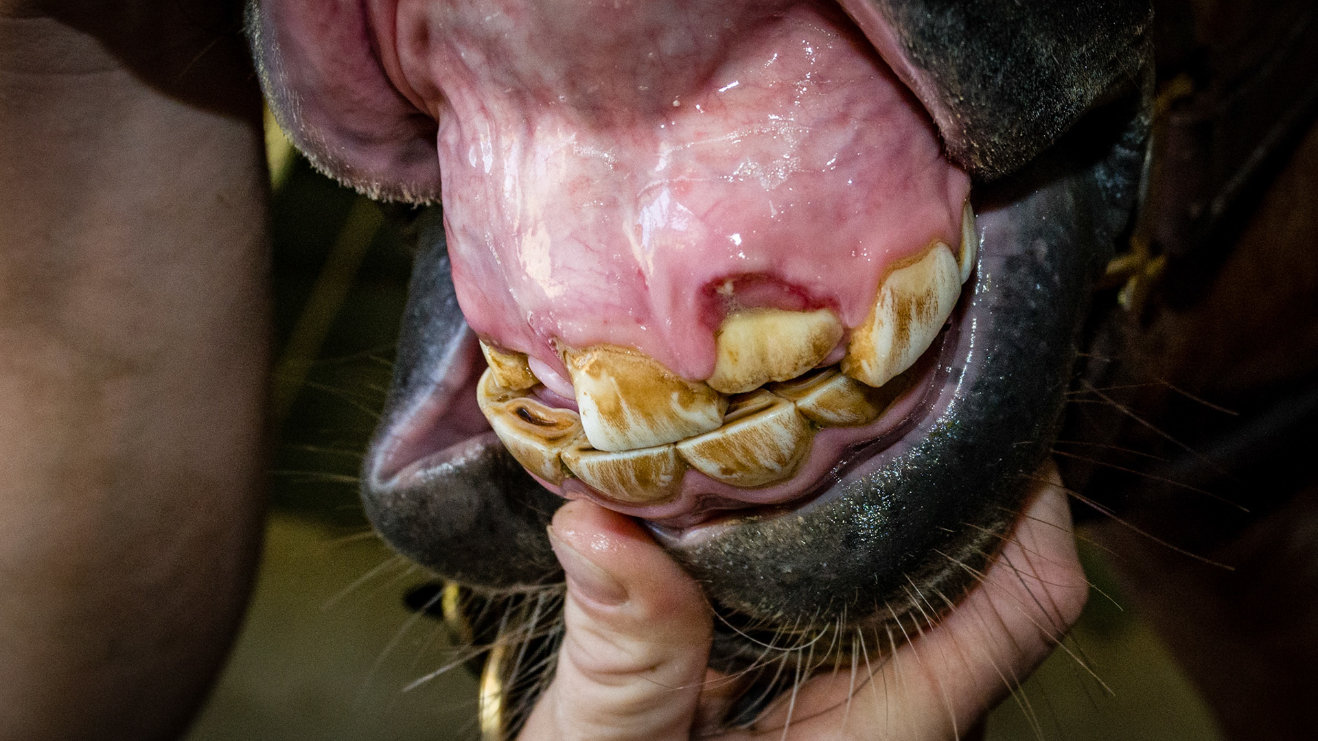 Incisor cap remnant horse 1 -  2 small cap remnants: specks at 201 and rostral 103