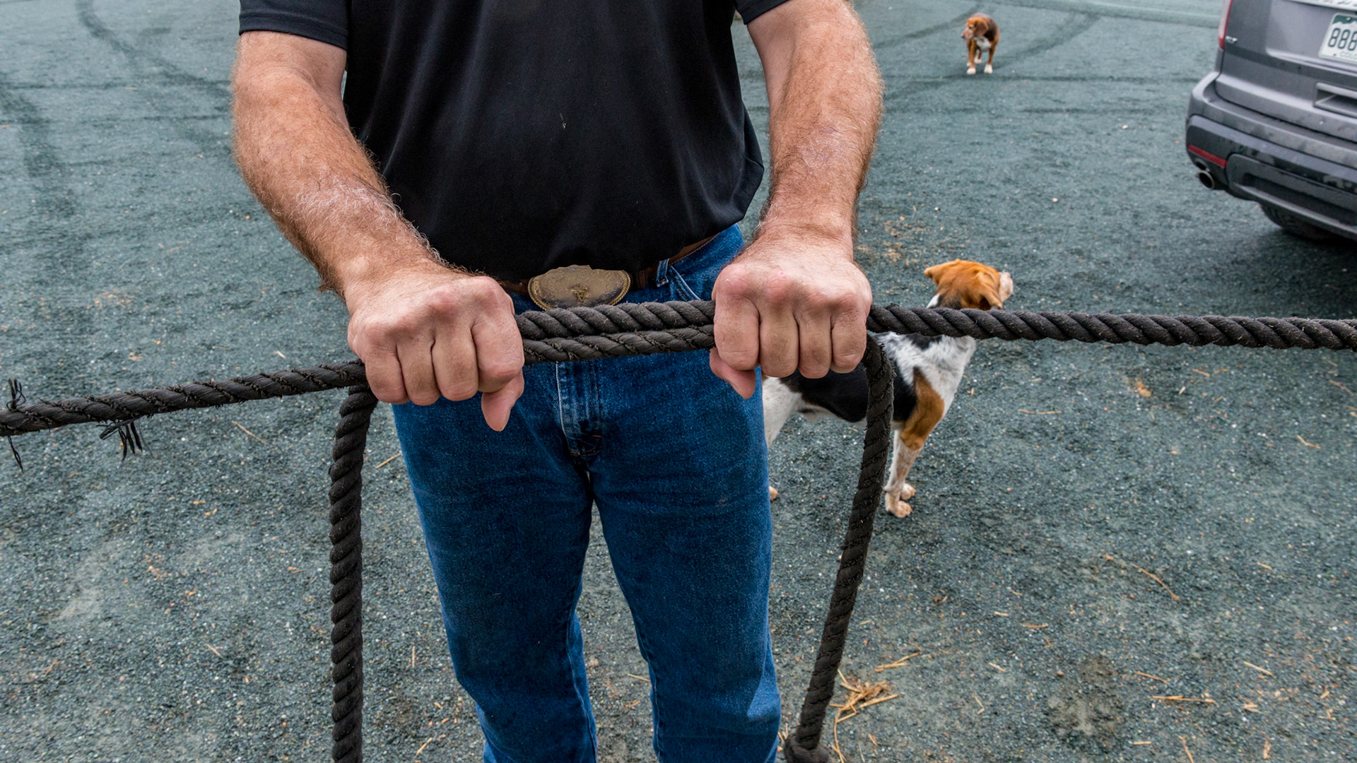 The two hand grip of two leads attached to two horses