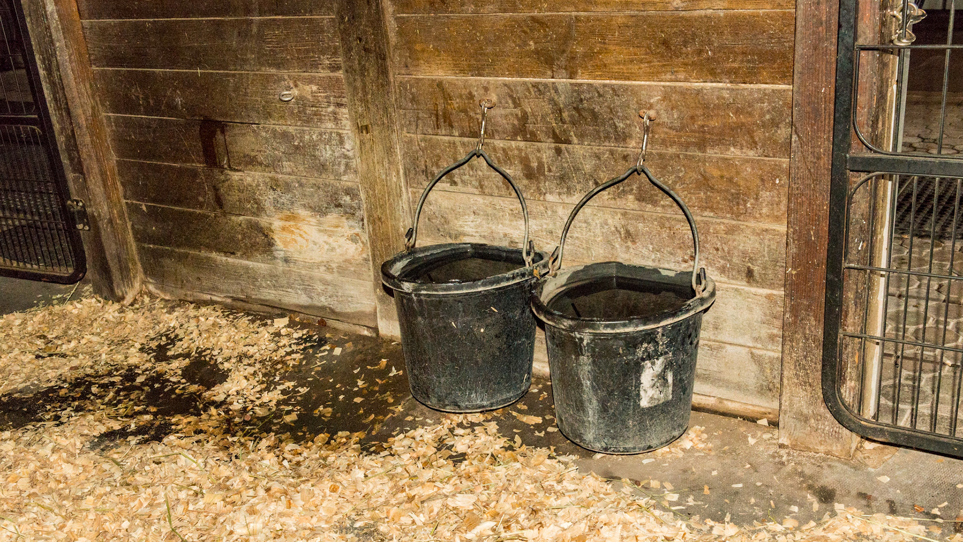 Buckets attached near floor level allows drinking off of the floor and prevents the horse from rubbing his butt against them