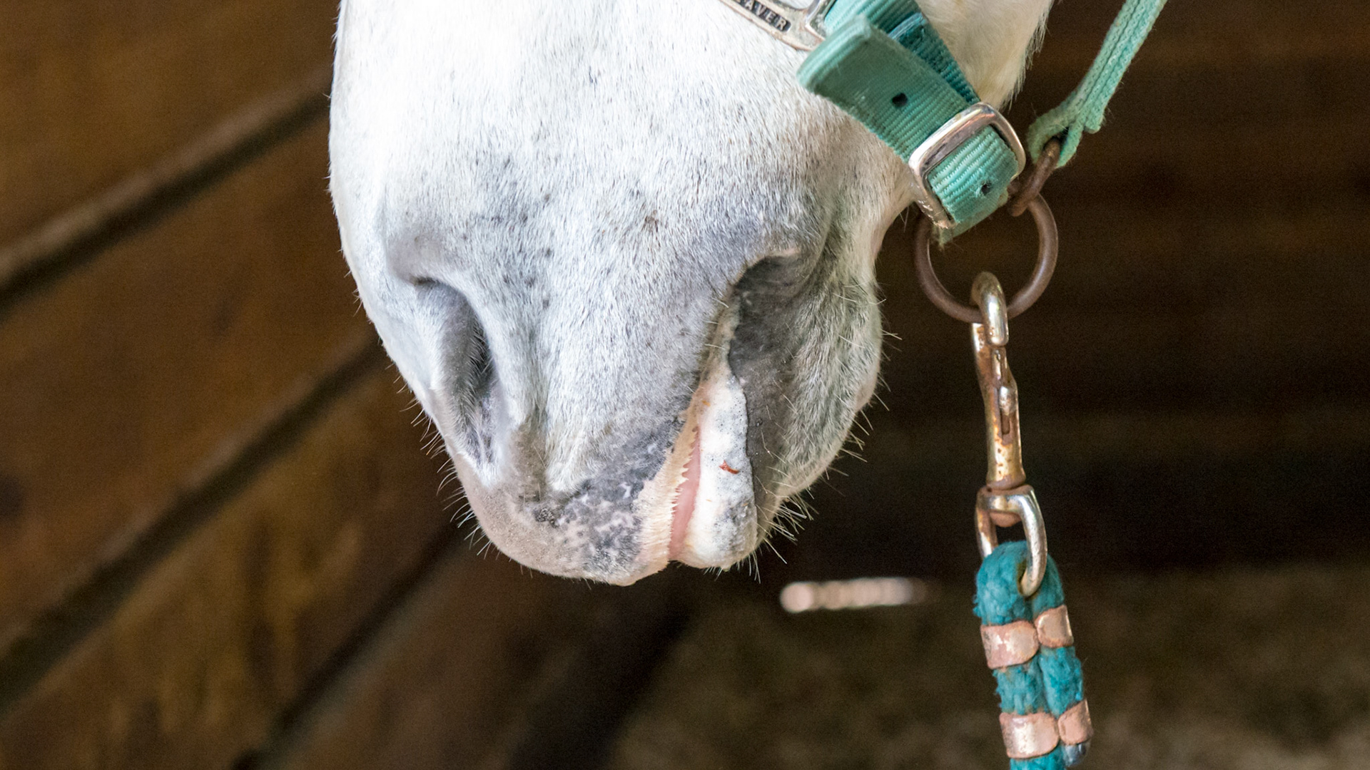 This horse could not chew, was drooling, and kept his tongue stuck out.  He was inappetent and his gums were pale and he was depressed. There were no tooth abnormalities. After the dental exam, he immediately went back to chewing and acted hungry for grain and hay, though it lasted only for a few hours. The teeth were sharp but there were no ulcers. UNFORTUNATELY, he was euthanized 2 days later.  There was no autopsy. He was currant with his rabies vaccinations. There was no clover in his paddock.