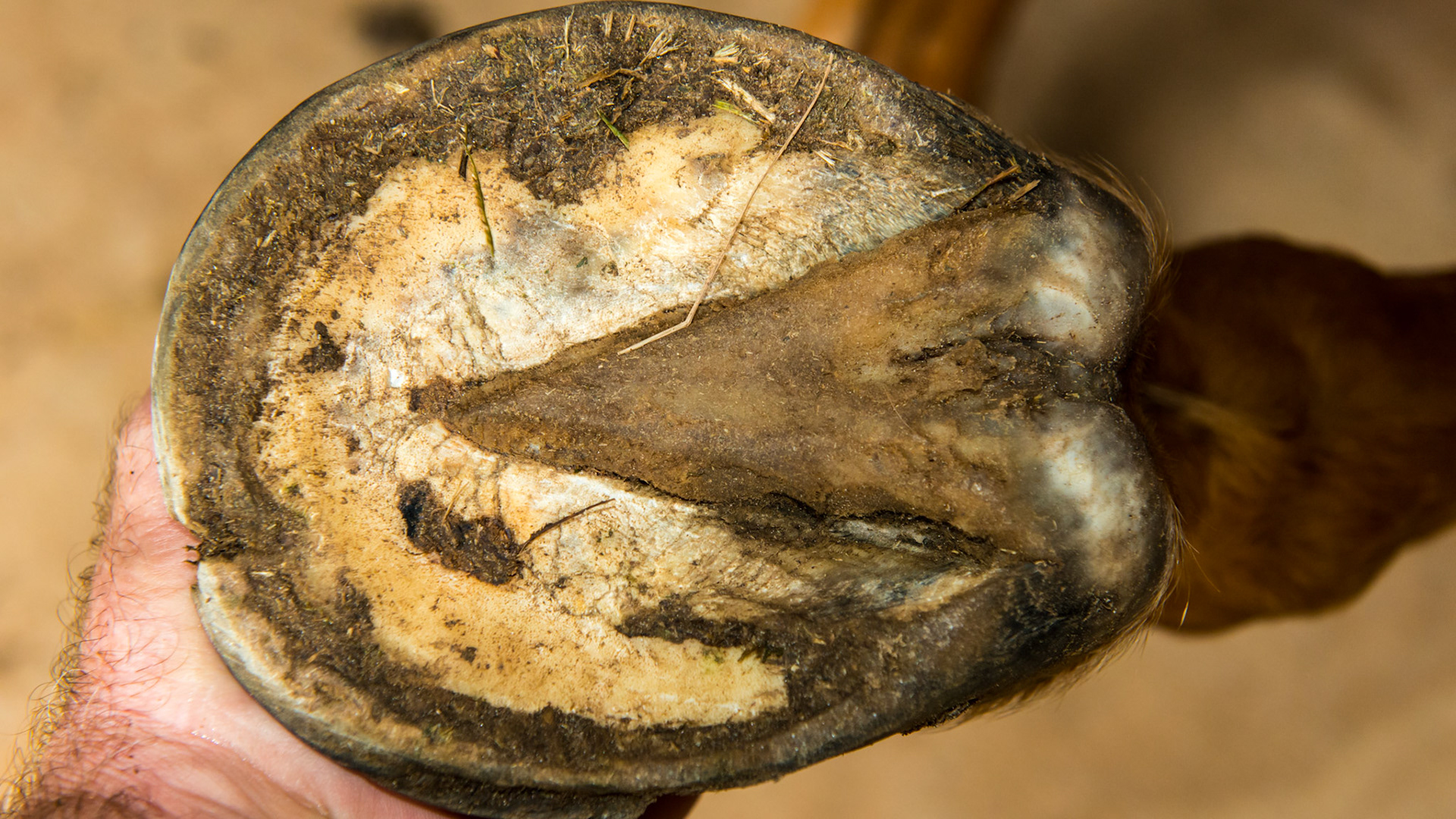 Horse A - RF - The lateral wall (next to my hand) is more worn and is chipping along with a lateral toe crack. Less wear is evident on the medial heel and quarter.